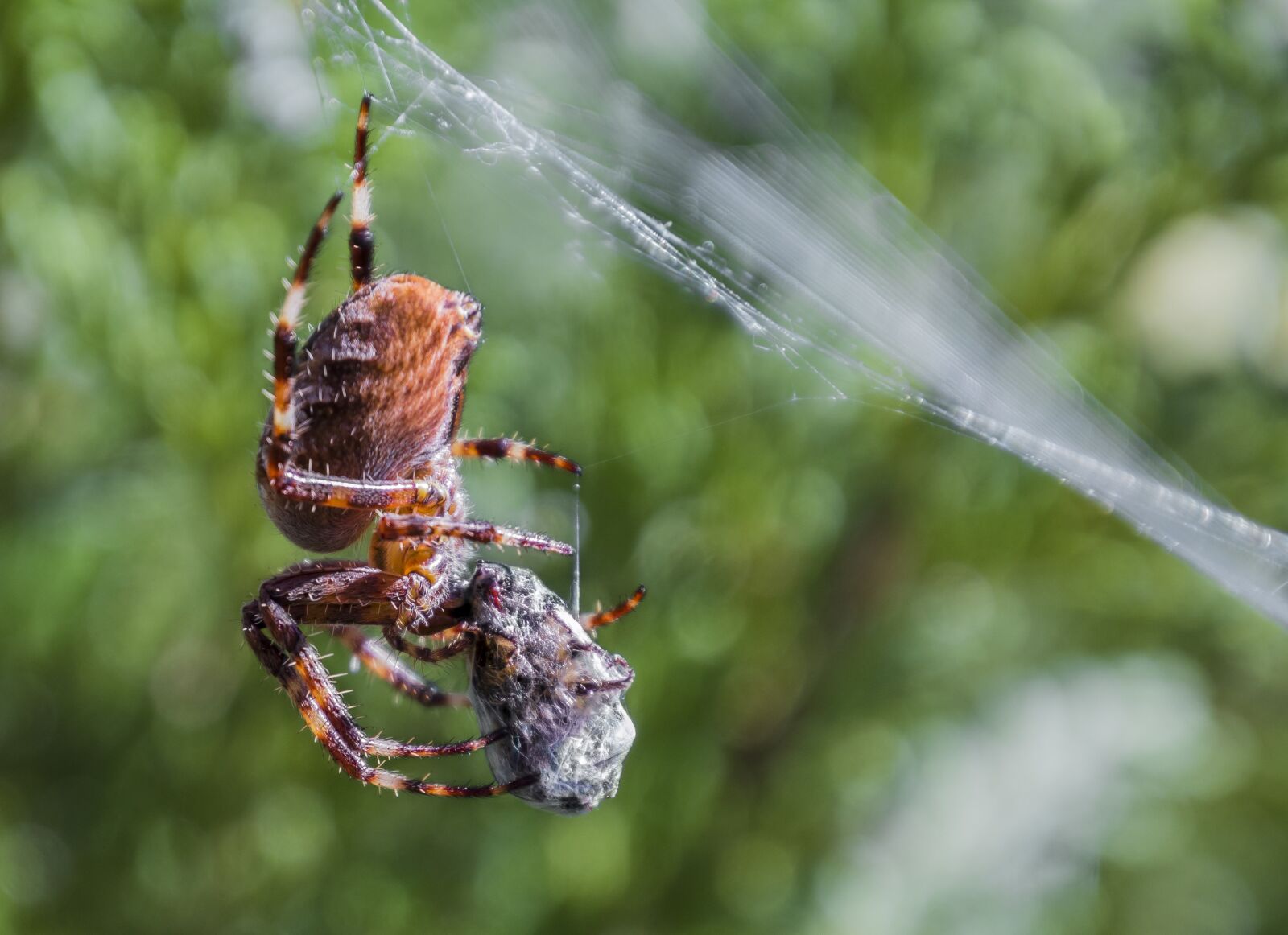 Canon EOS 70D sample photo. Spider, web, close up photography