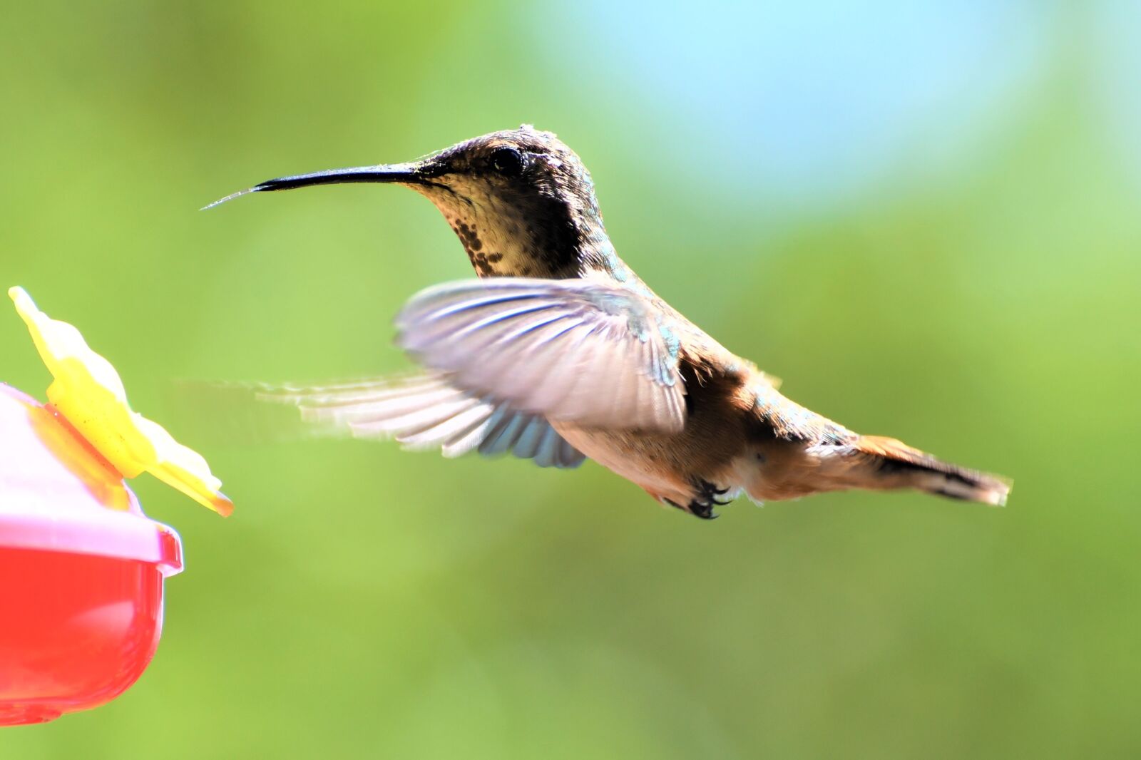 Nikon D500 sample photo. Hummingbird, feeding, garden photography