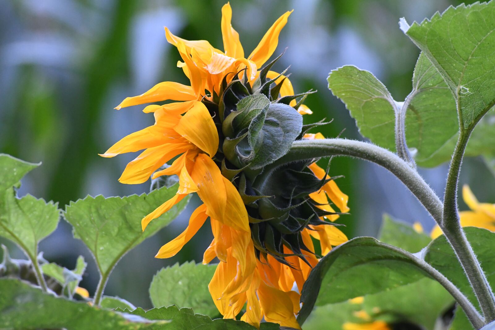 Nikon D500 sample photo. Sunflower, petals, yellow photography