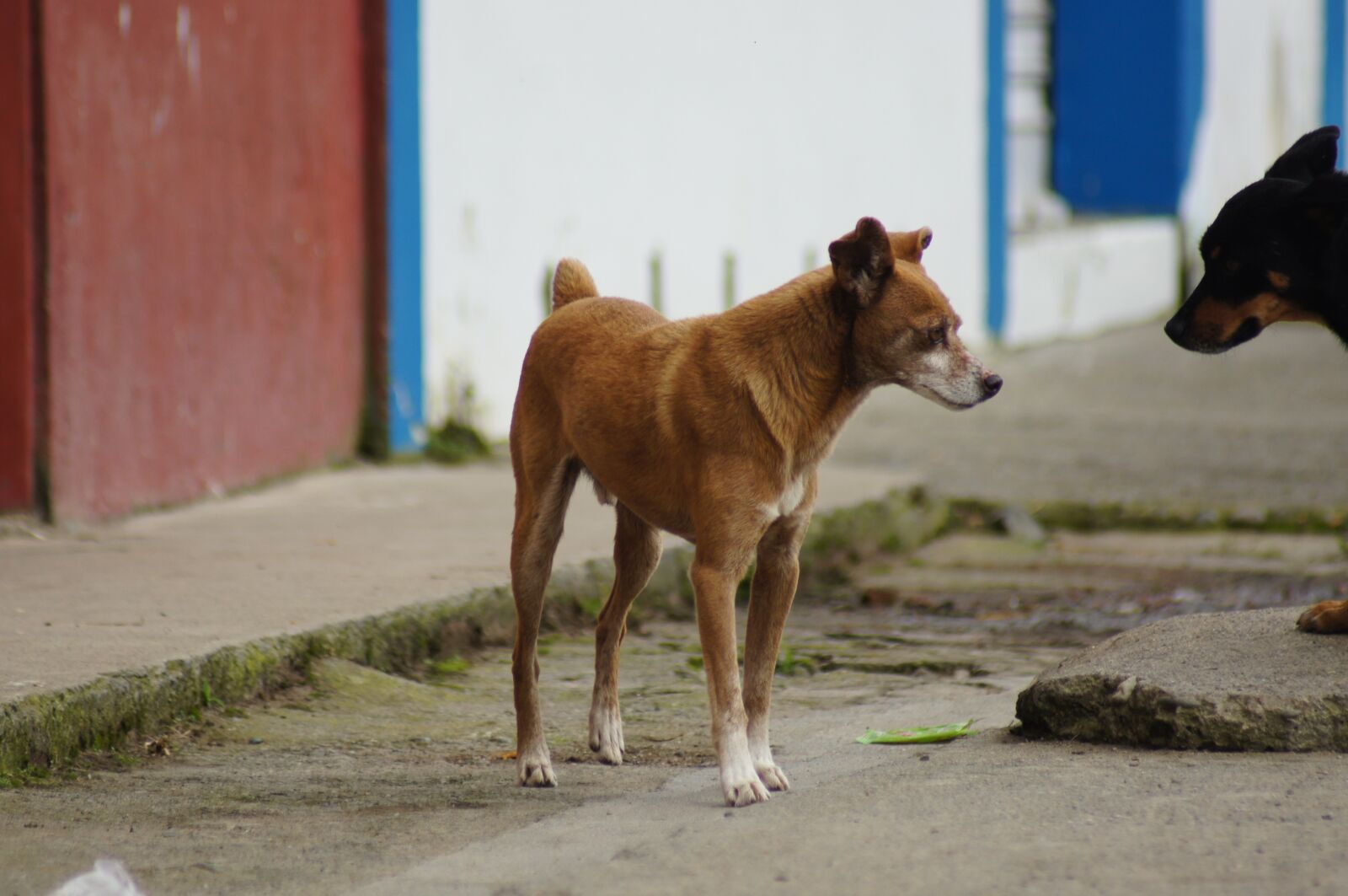 Sony SLT-A55 (SLT-A55V) sample photo. Animals, of the, field photography
