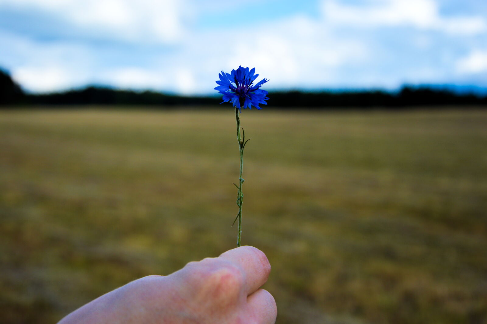 Nikon D3200 sample photo