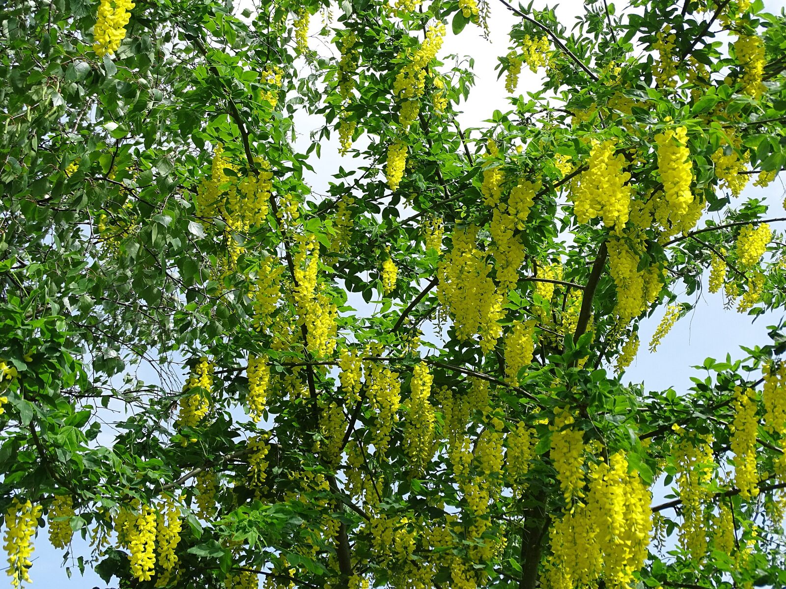 Sony Cyber-shot DSC-HX400V sample photo. Laburnum, tree, bush photography