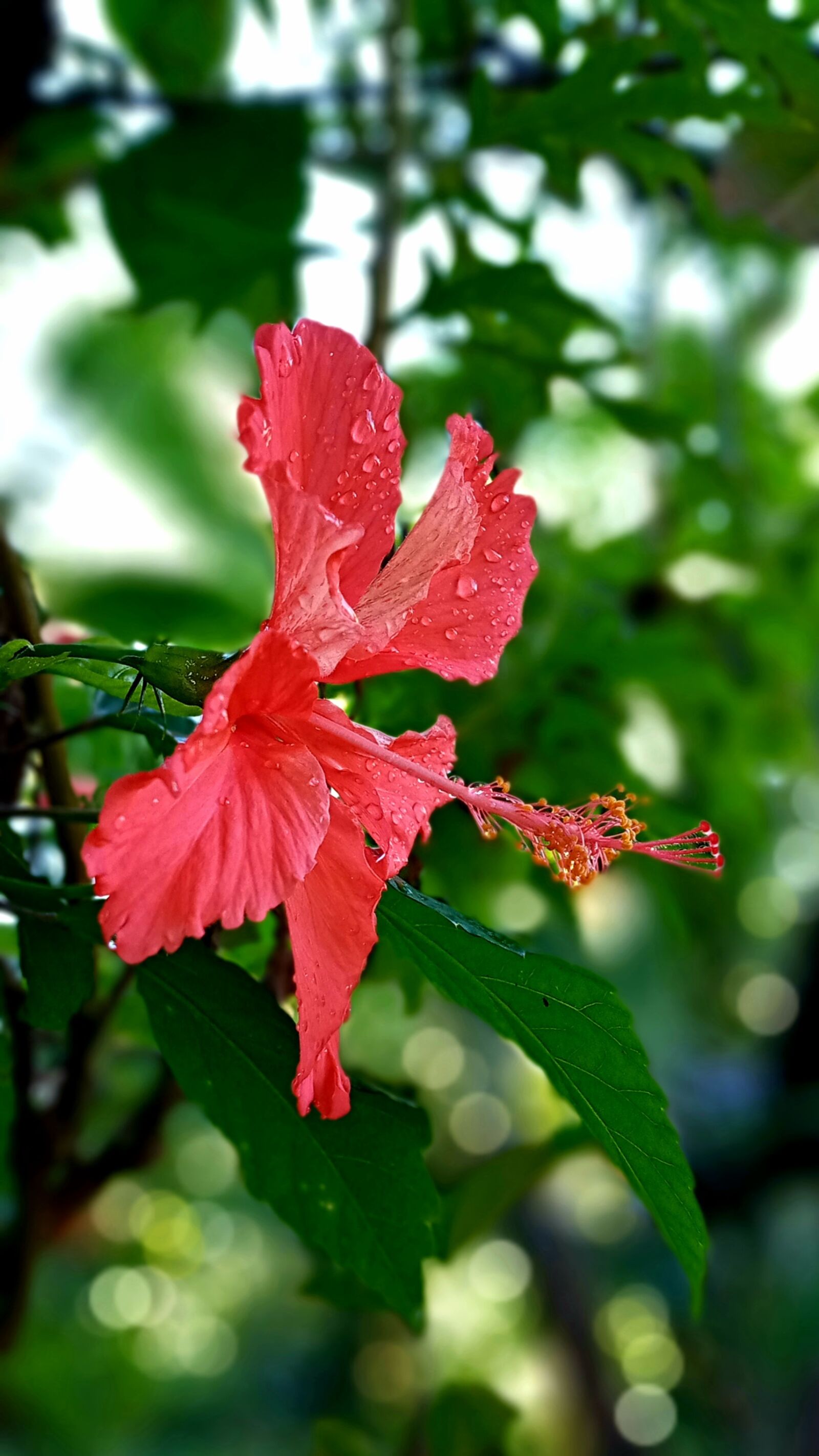 Samsung SM-A107F sample photo. Flower, pink, red photography