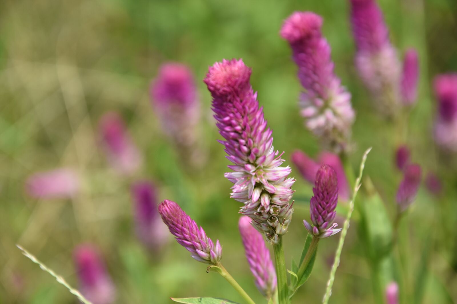 Nikon D3400 sample photo. Flower, forest, nature photography