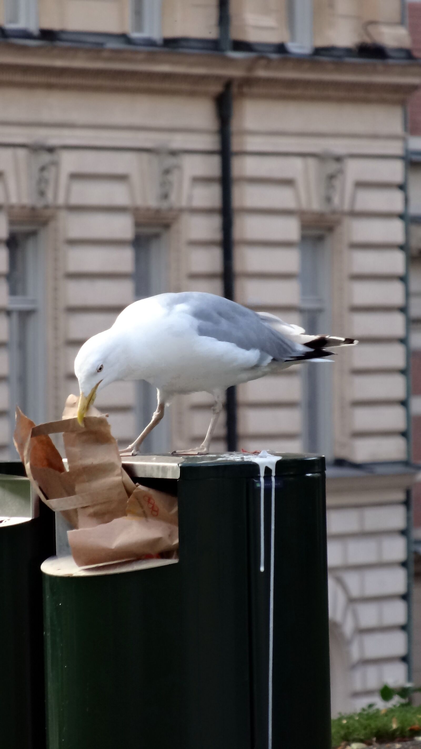 Sony Cyber-shot DSC-HX20V sample photo. Bird, trash, city photography