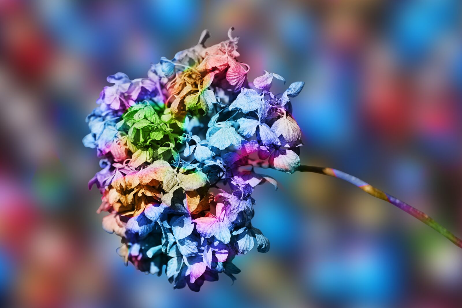 Fujifilm XF 55-200mm F3.5-4.8 R LM OIS sample photo. Hydrangea, flower, blossom photography