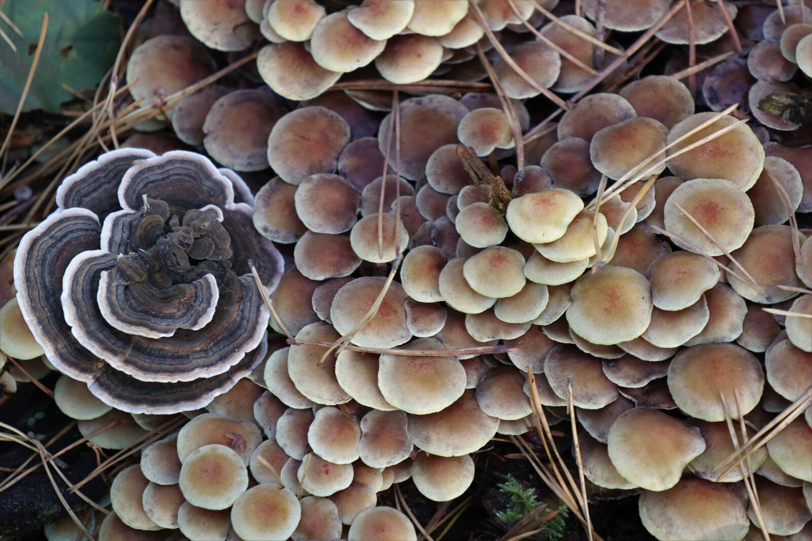 Canon EOS M6 sample photo. Mushroom, a lot, collection photography