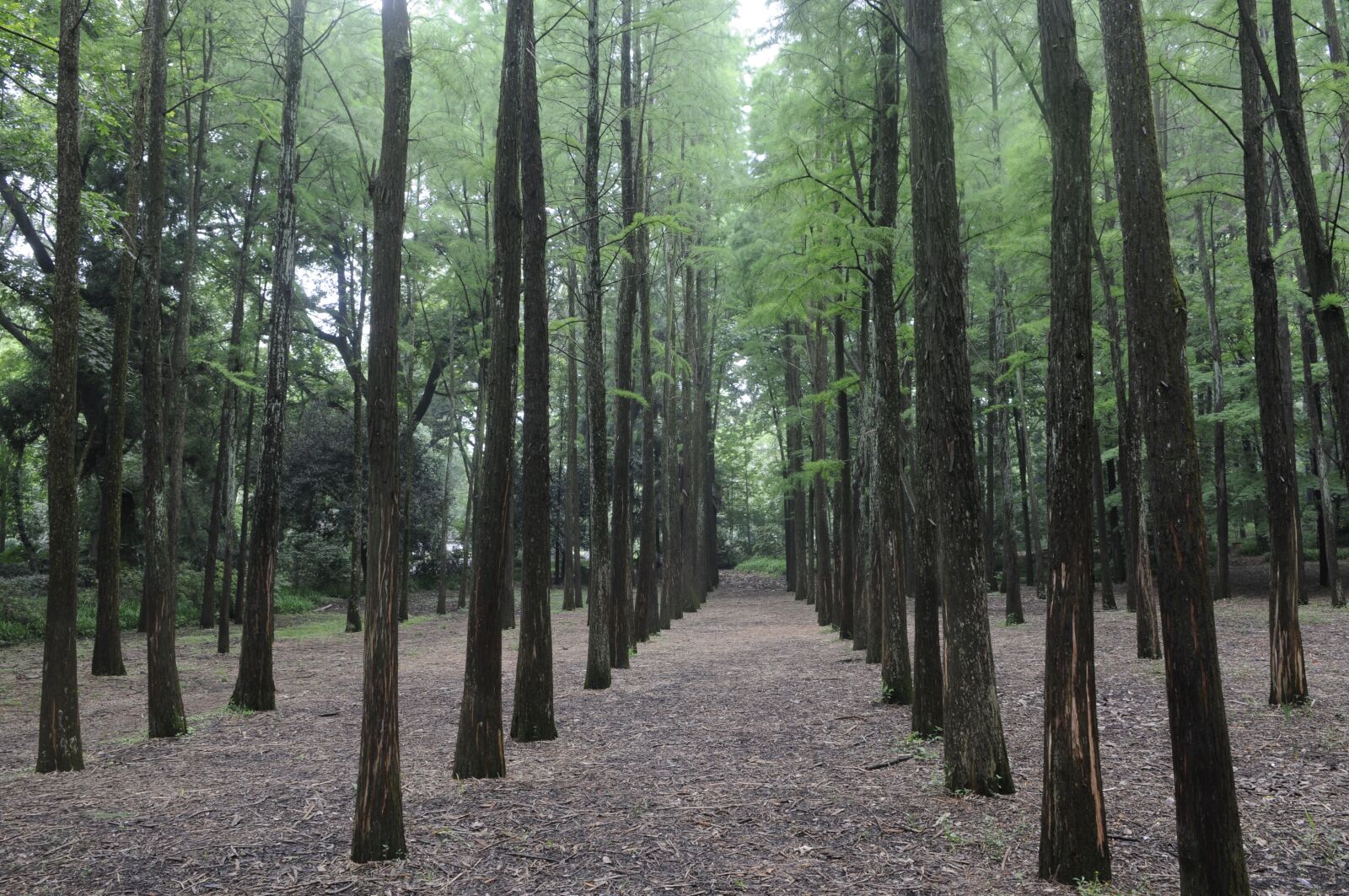 Nikon D300S sample photo. Metasequoia forest, natural, plant photography