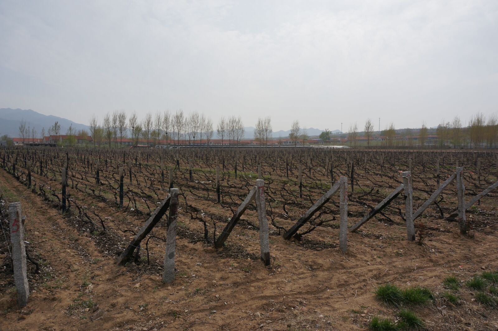 Sony Alpha NEX-5T sample photo. Yantai, wine, base photography