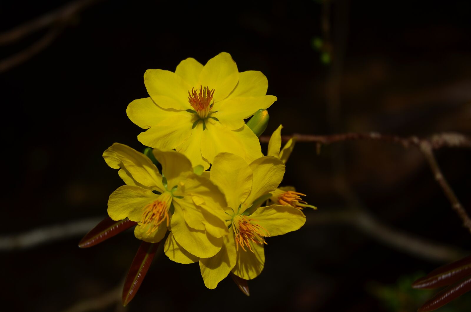 Nikon D5100 sample photo. Flower, yellow, garden photography