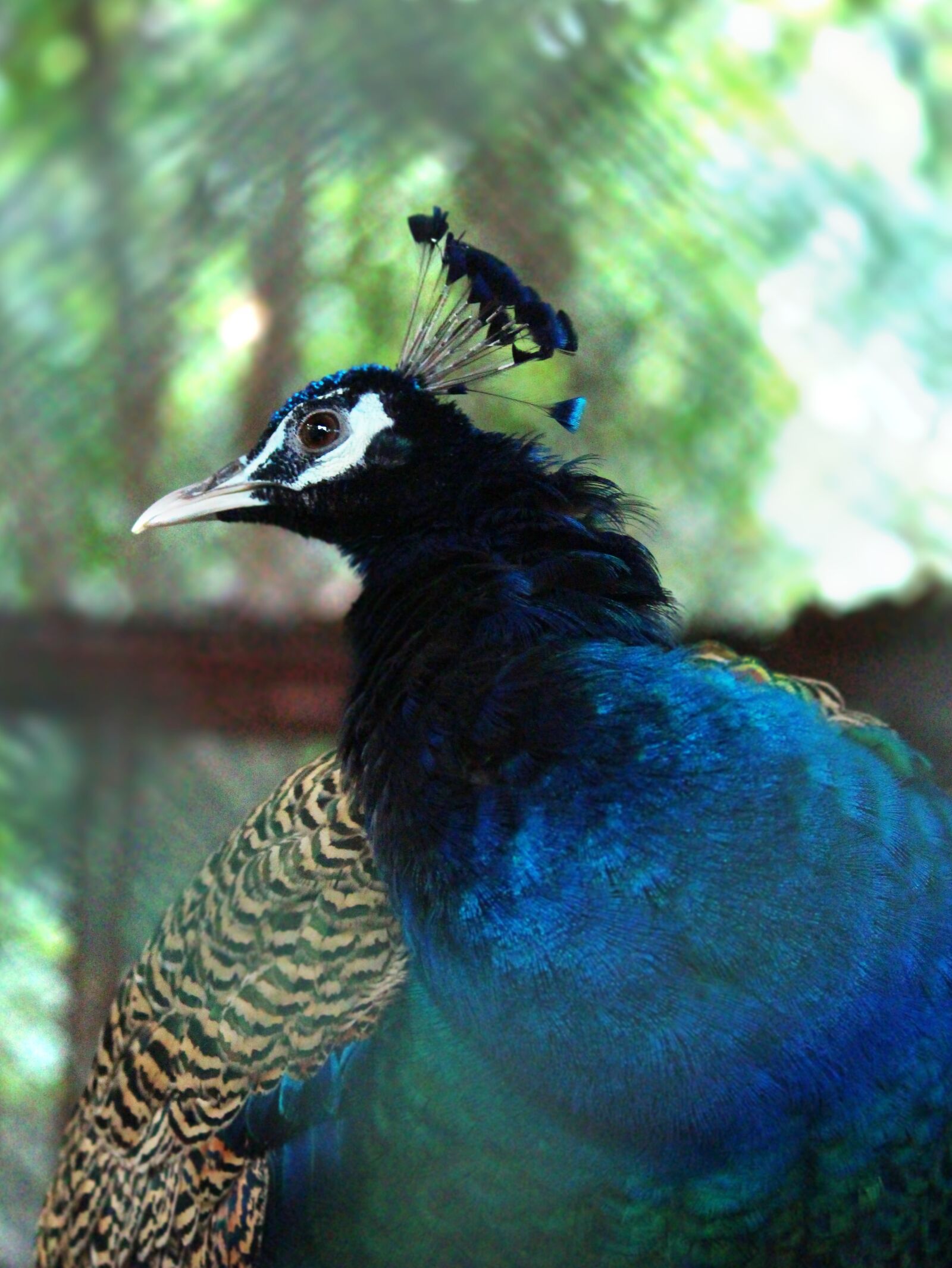 Canon EOS 700D (EOS Rebel T5i / EOS Kiss X7i) sample photo. Animal, bird, nature photography