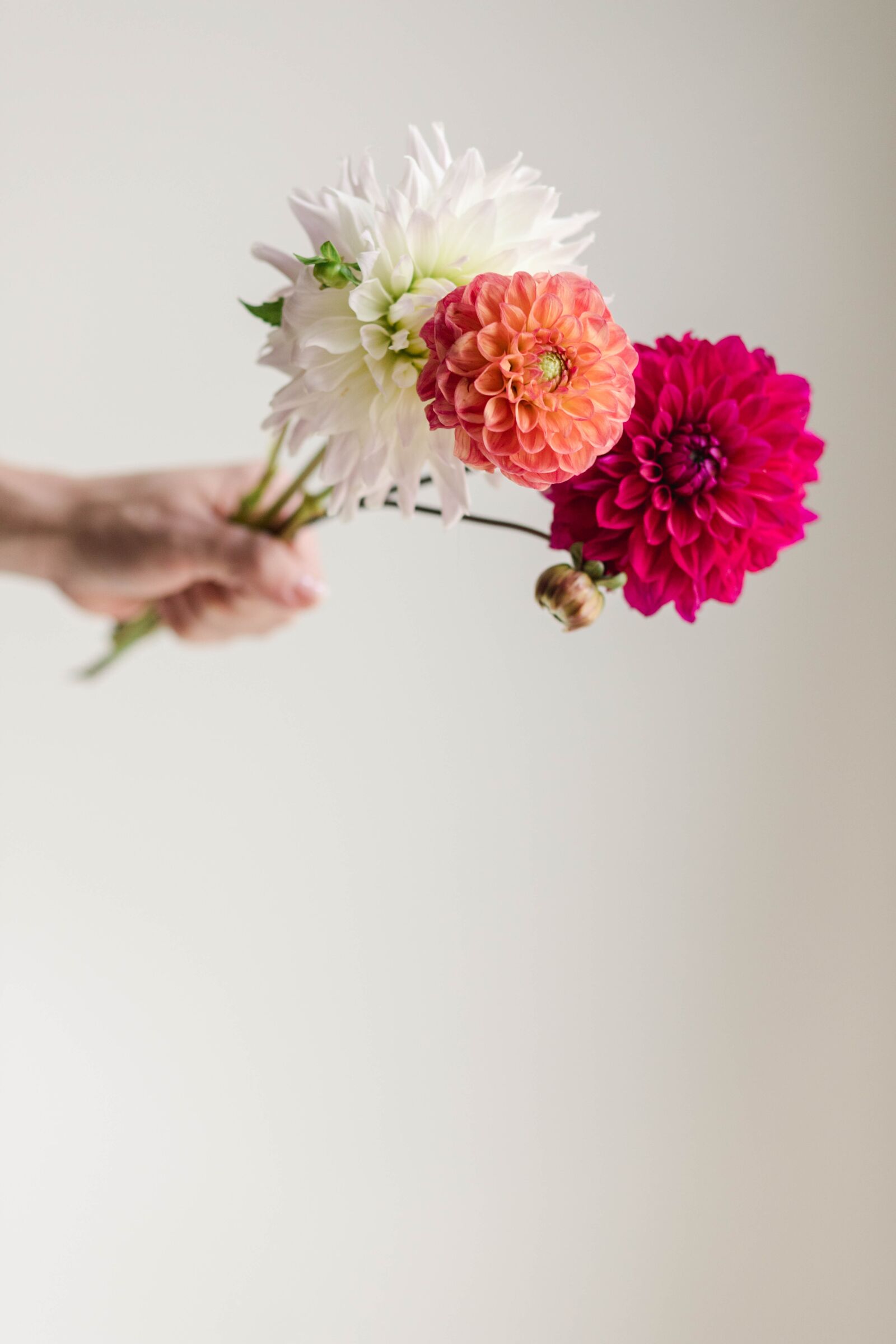 Canon EOS 6D Mark II + Canon EF 85mm F1.8 USM sample photo. Hand, flowers, hand holding photography