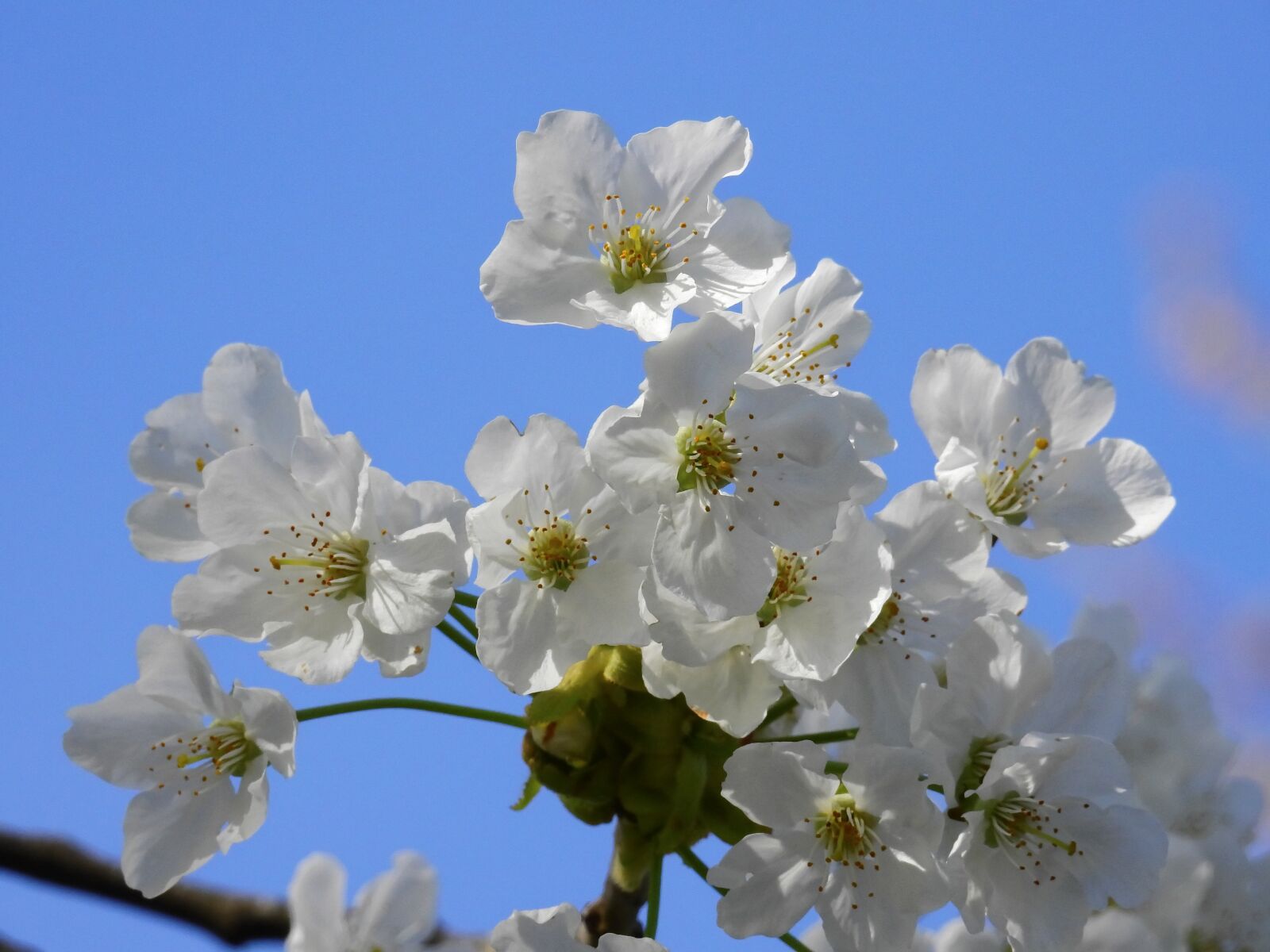 Nikon Coolpix P900 sample photo. Blossom, bloom, spring photography