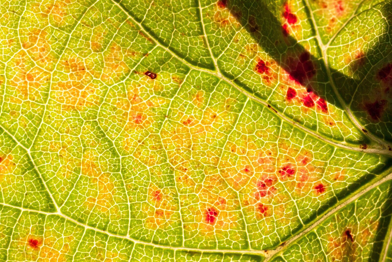 Canon EOS 50D sample photo. Wine, leaf, wine harvest photography