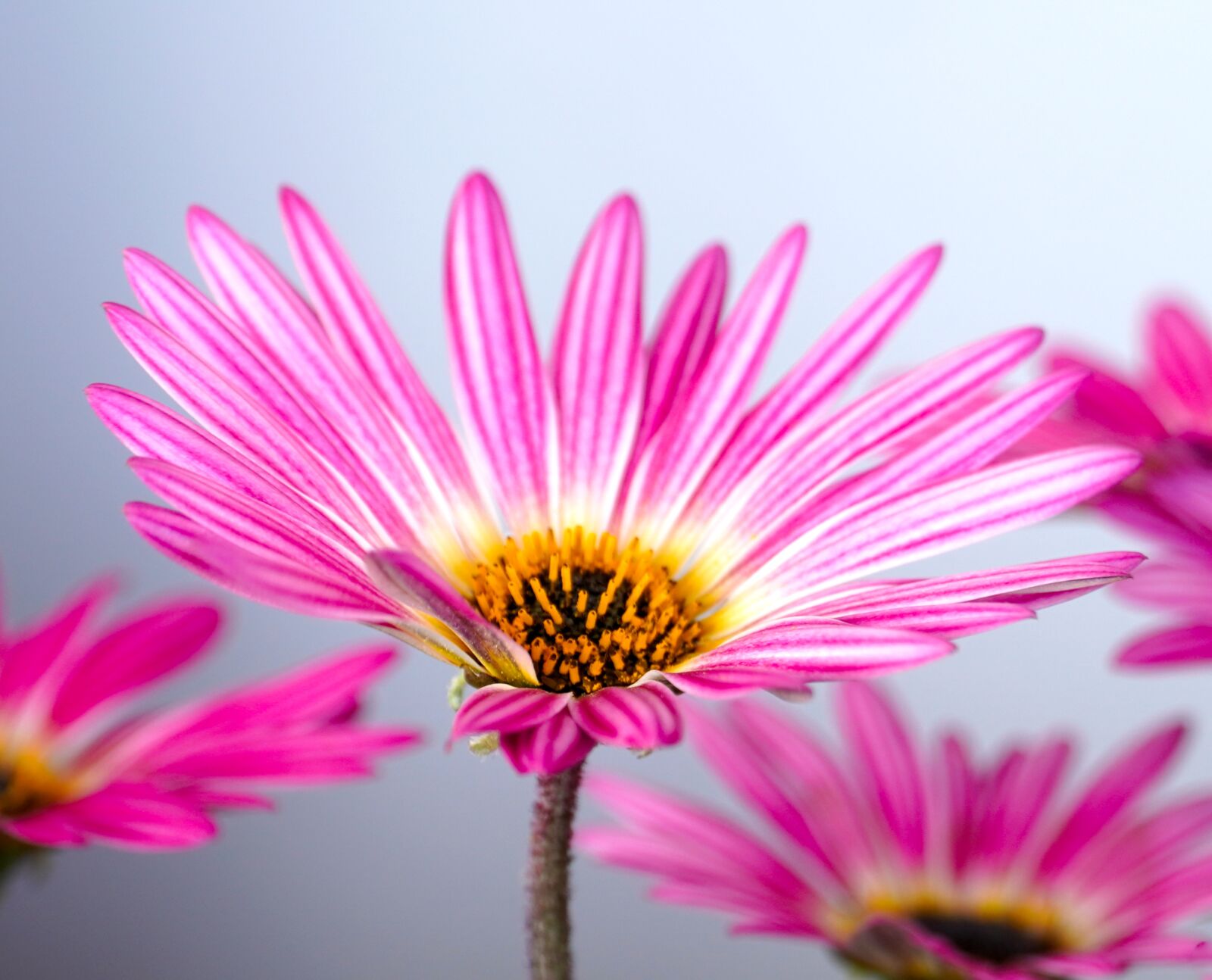 Sony E PZ 18-105mm F4 G OSS sample photo. Flowers, pink, spring photography