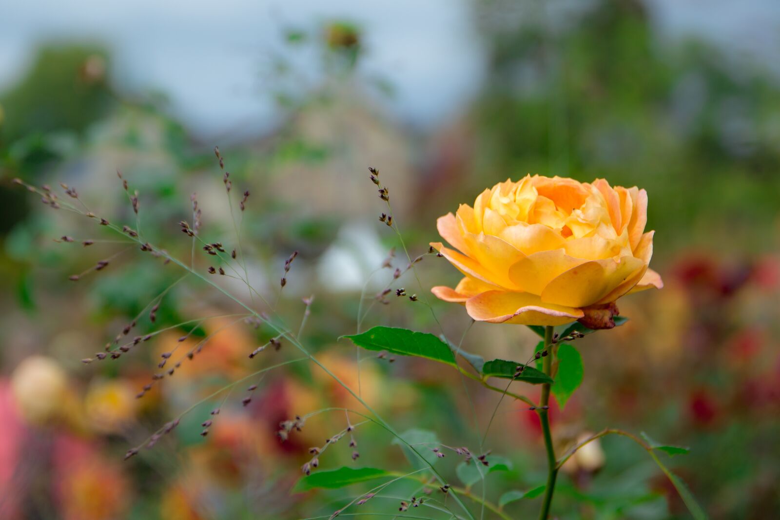 Canon EOS 700D (EOS Rebel T5i / EOS Kiss X7i) sample photo. Rose, yellow, rose bloom photography