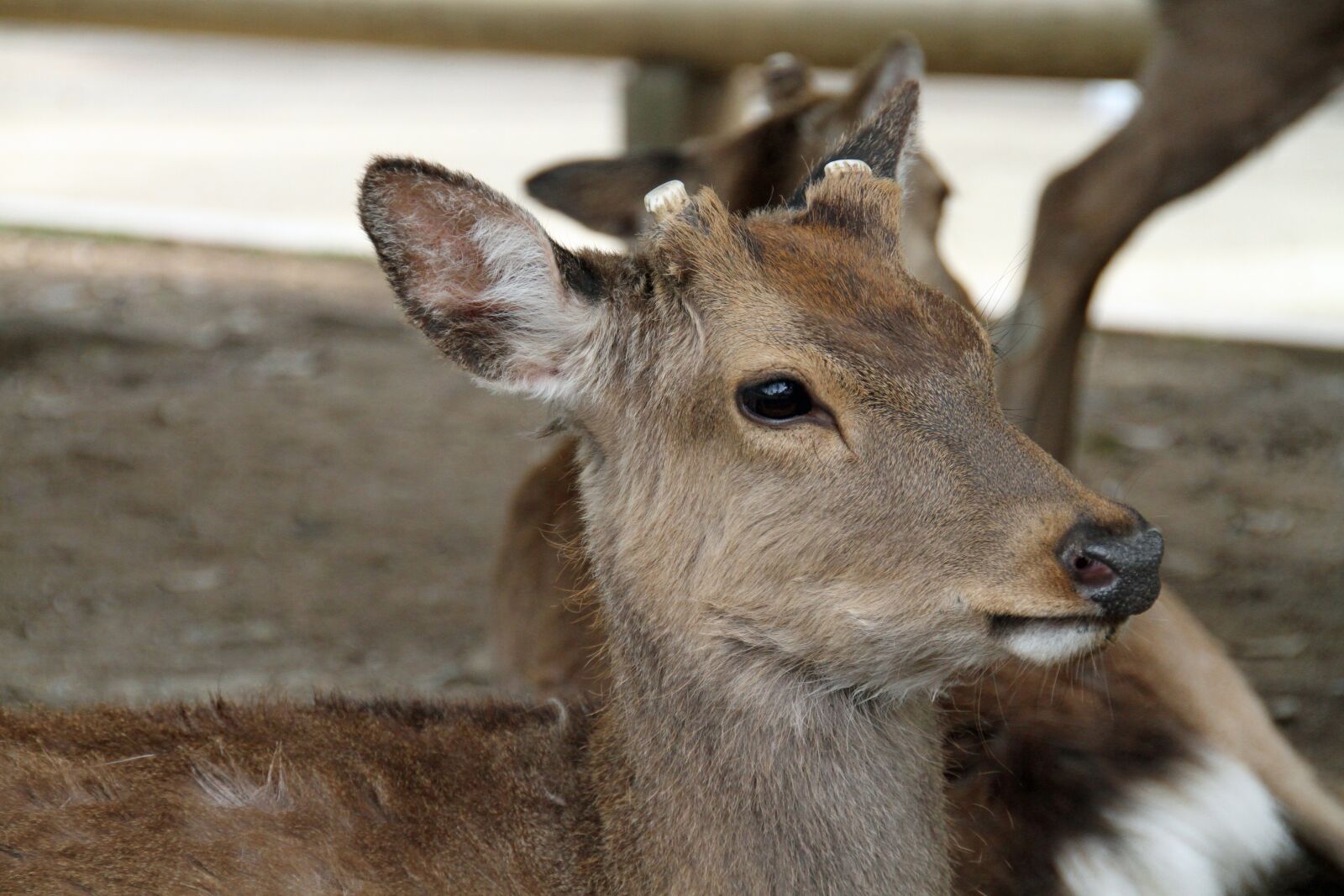 Canon EOS 7D sample photo. Deer, wild, forest photography