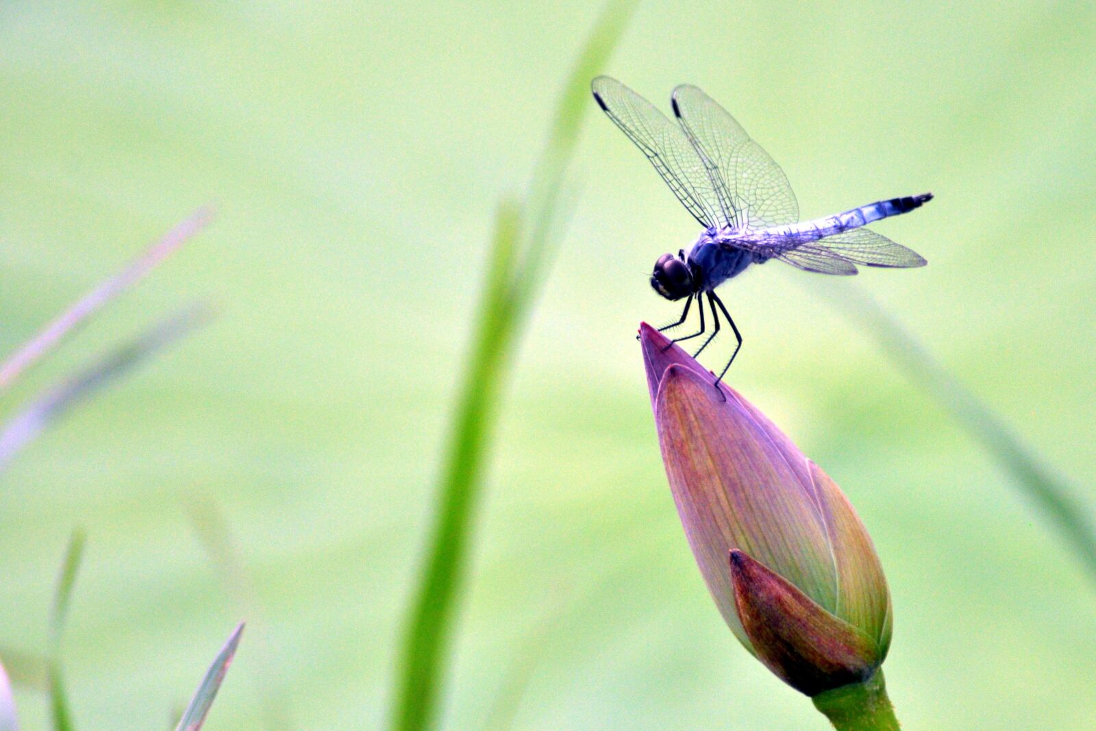 Nikon D90 sample photo. Natural, plant, flowers photography