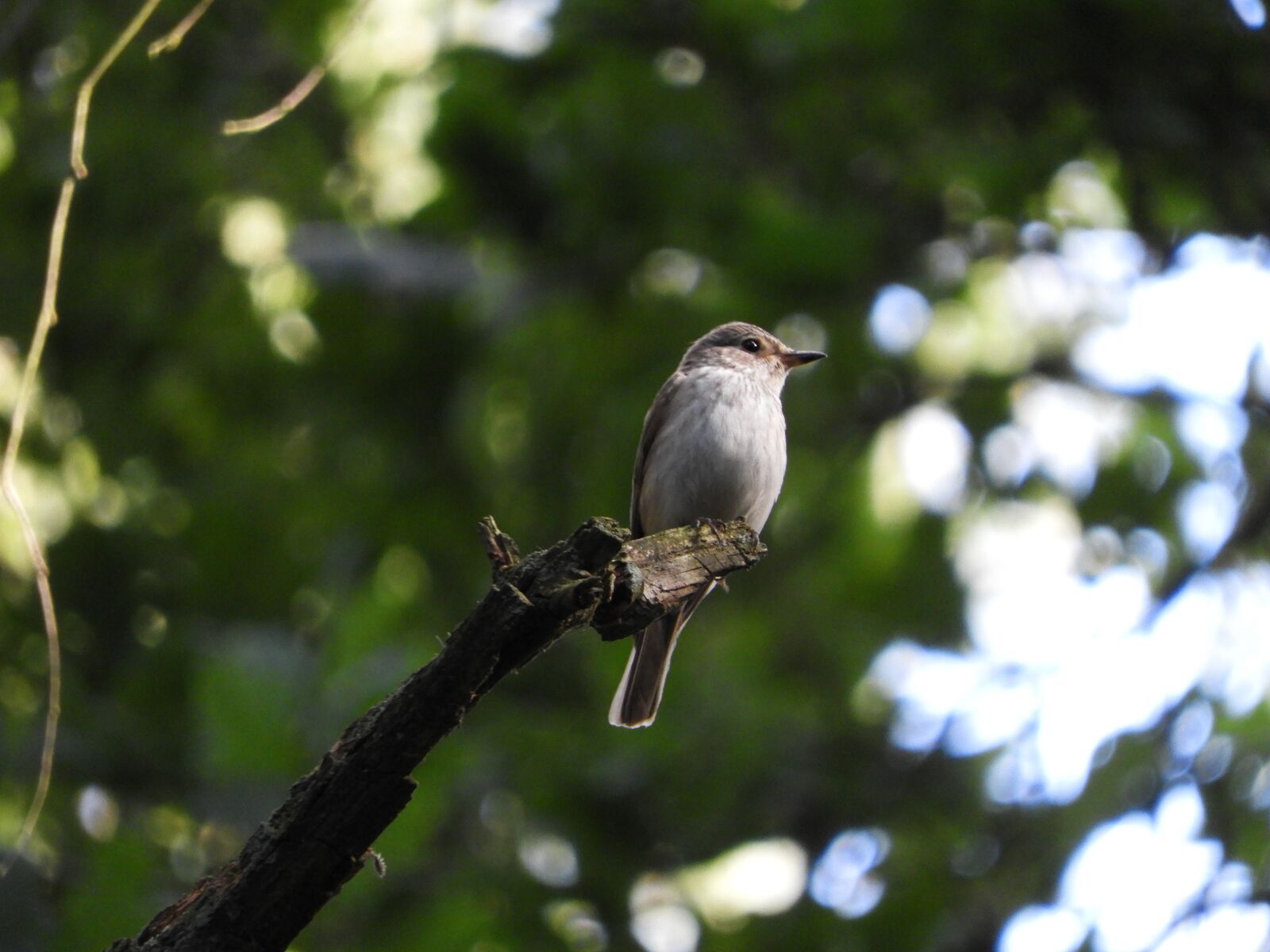 Nikon Coolpix B700 sample photo. Bird, forest, birds photography