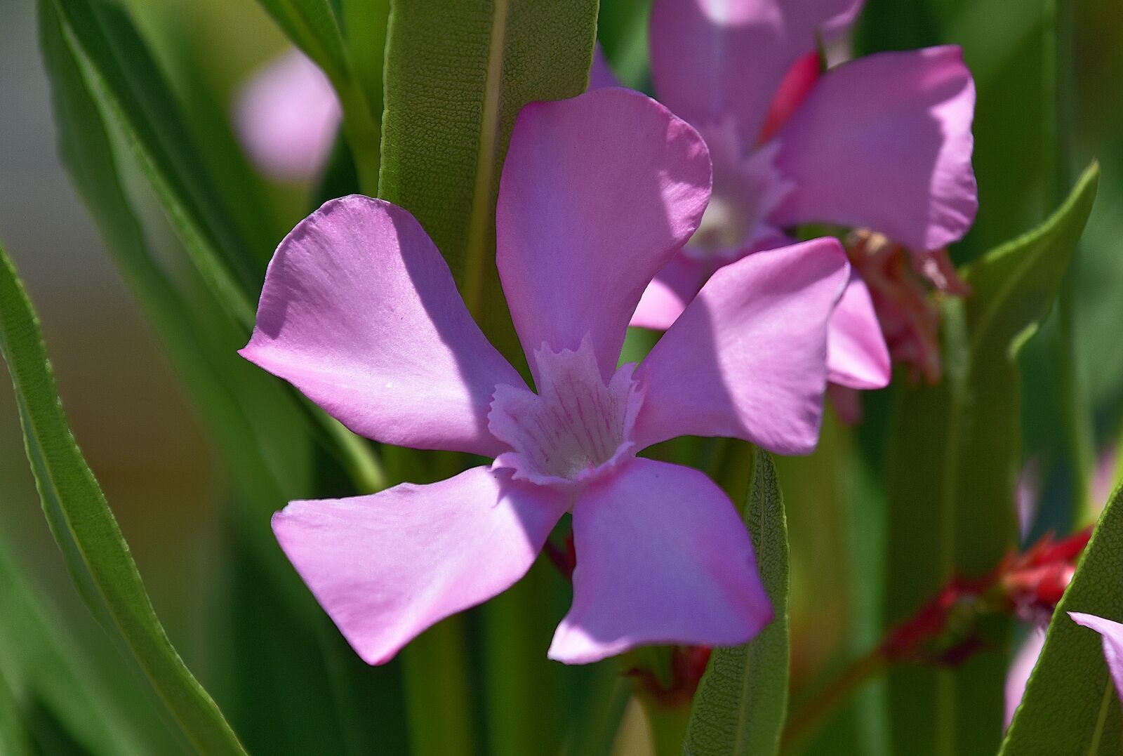Nikon D7200 sample photo. Flower, garden, plant photography