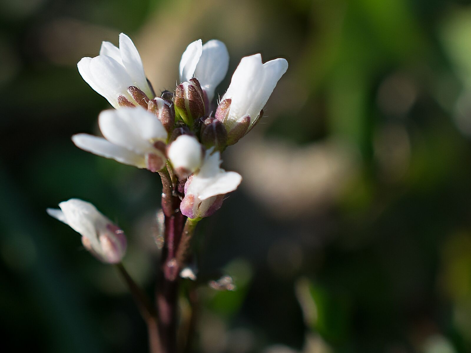 Nikon D3300 sample photo. Flower, plant, nature photography