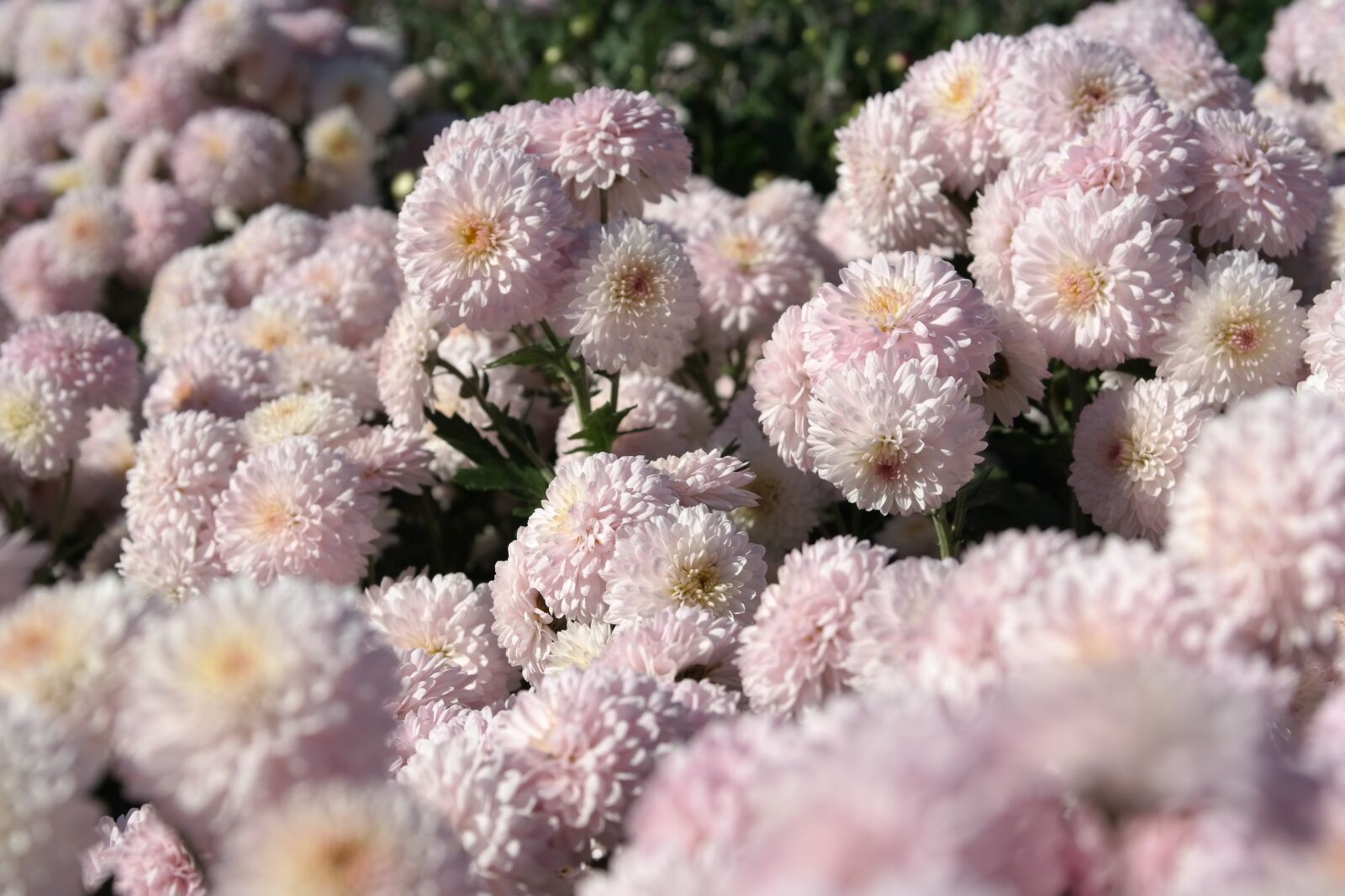 Samsung NX300 sample photo. Flower, gentle, spring photography