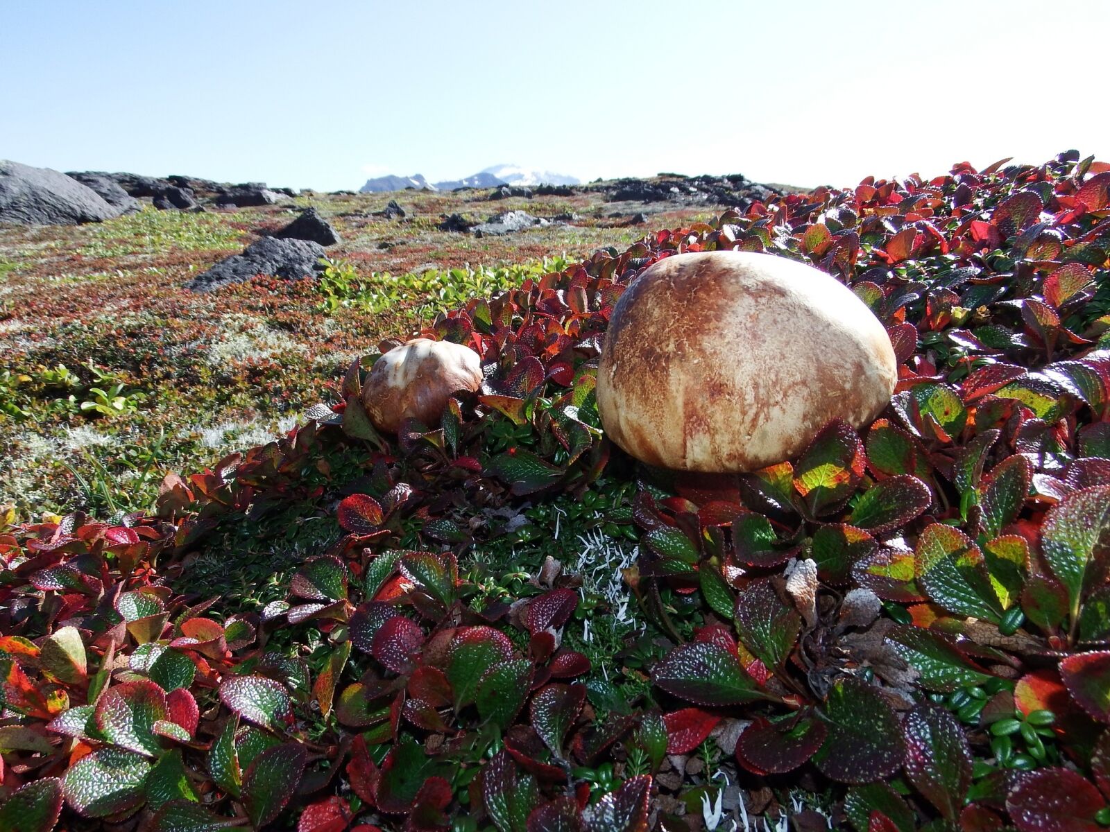 Fujifilm FinePix S1 sample photo. Mountain tundra, mushrooms, autumn photography