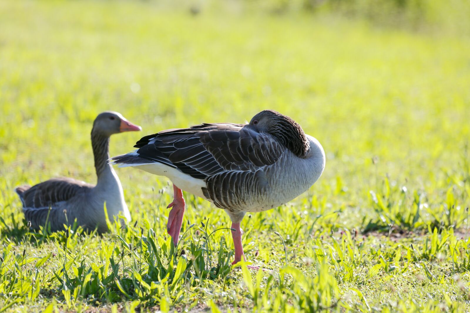 Canon EF 100-400mm F4.5-5.6L IS USM sample photo. Geese, grey geese, birds photography