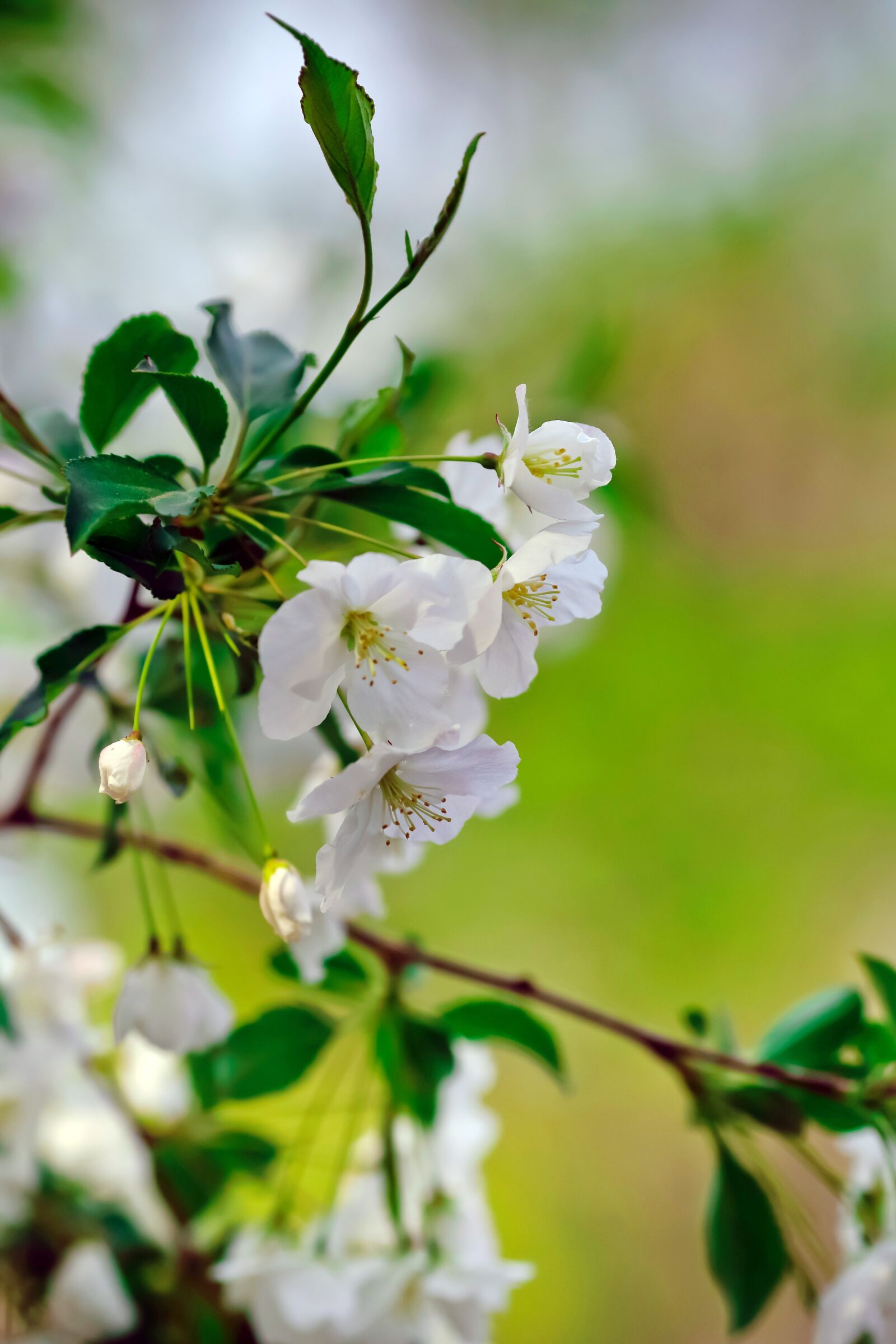 Canon EOS 6D + Canon EF 135mm F2L USM sample photo. Spring, cherry blossom, view photography