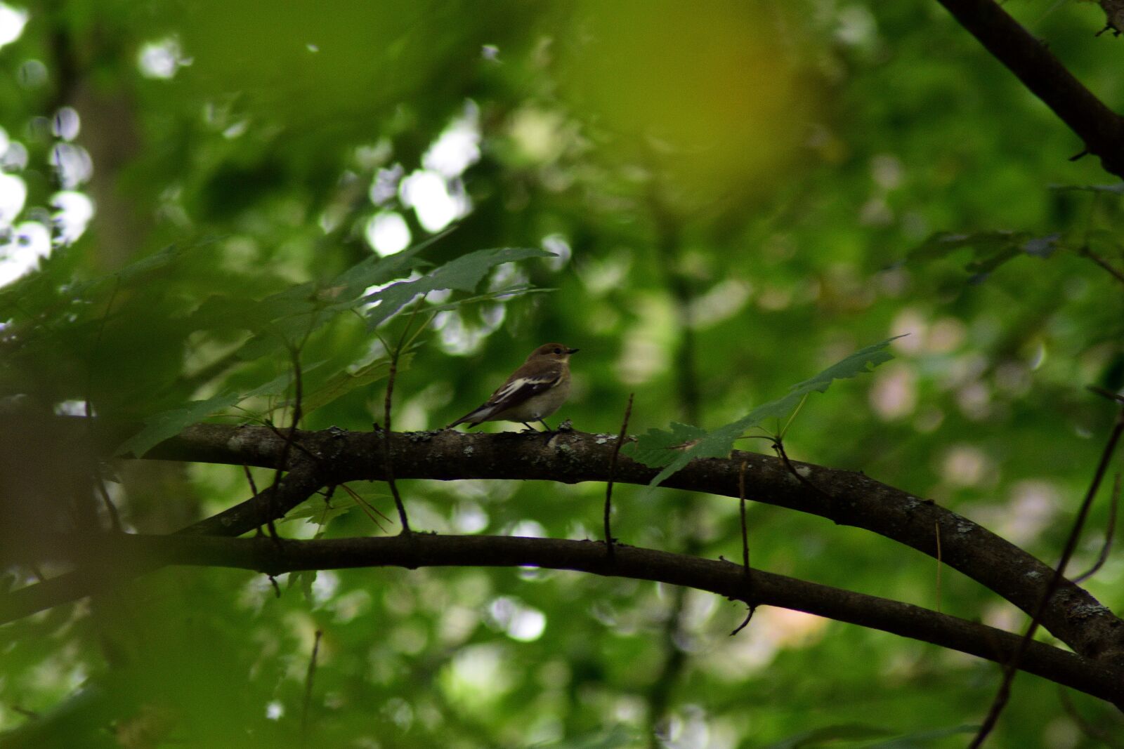 Nikon D3400 sample photo. Forest, tree, bird photography