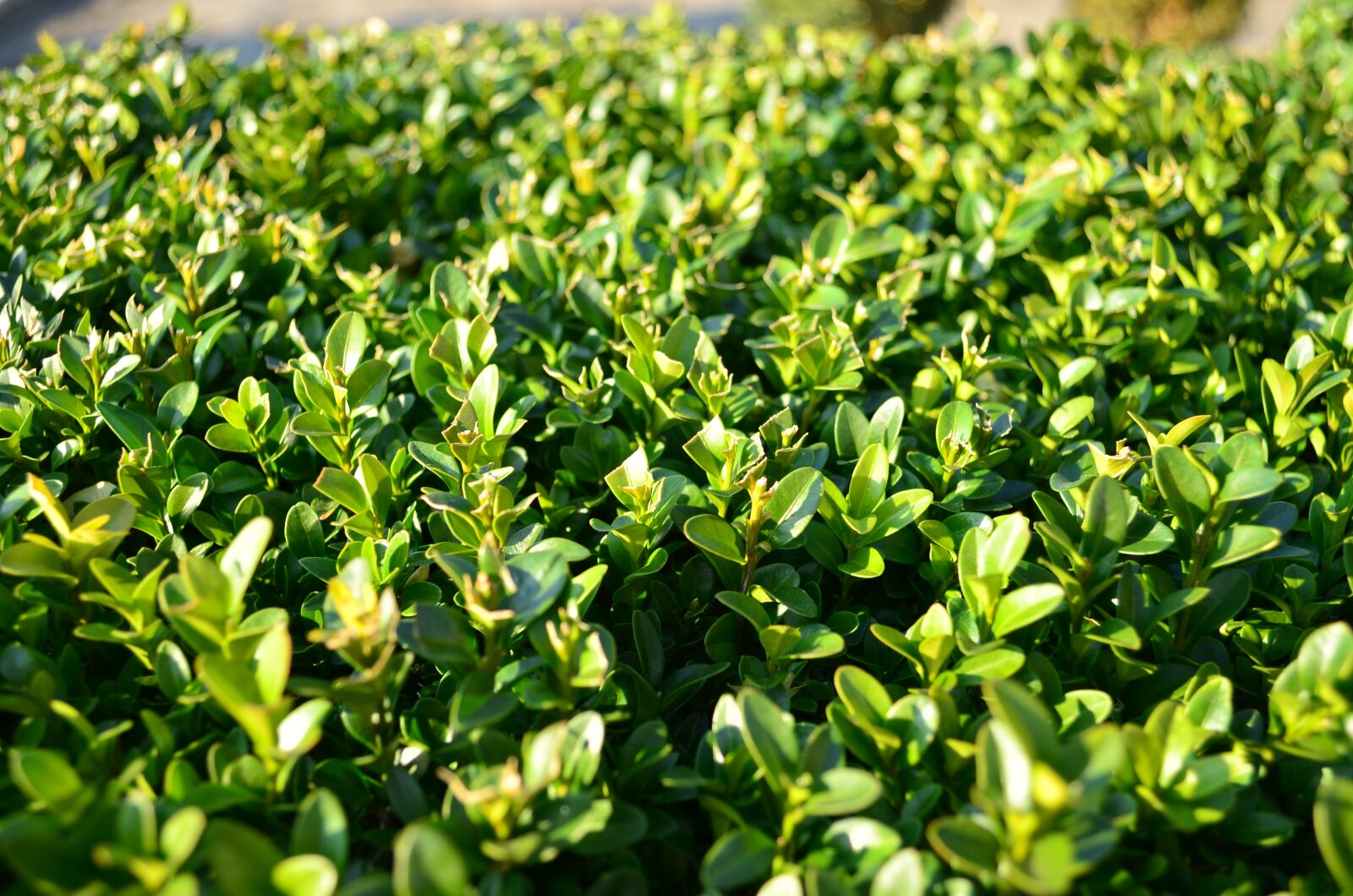 Nikon D5100 sample photo. Boxwood, foliage, evergreen photography