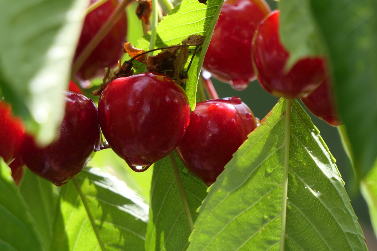 Panasonic Lumix DMC-FZ2500 (Lumix DMC-FZ2000) sample photo. Cherry, fruit, drop photography