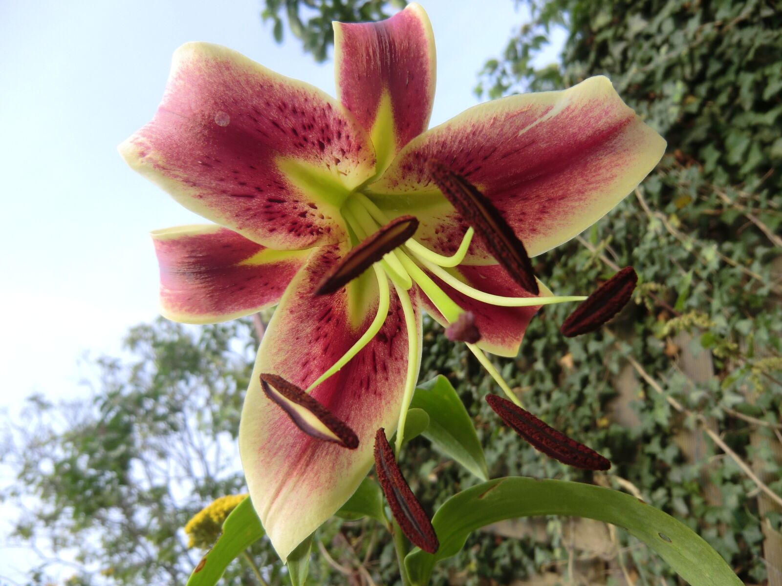 CASIO EX-H15 sample photo. Flourished, close, stamen photography