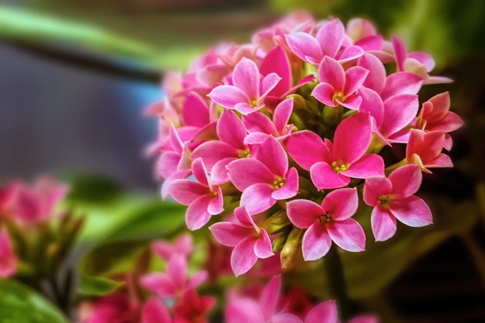Sony a6300 sample photo. Flower, plant, nature photography