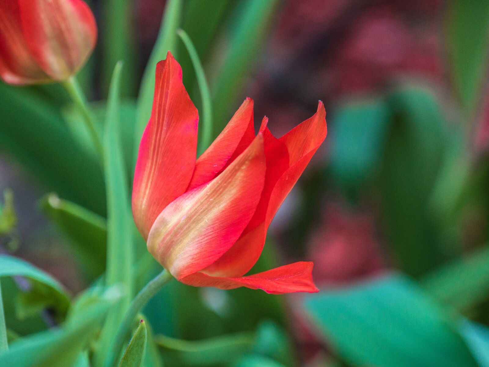 Panasonic DMC-G81 sample photo. Flower, tulip, garden photography