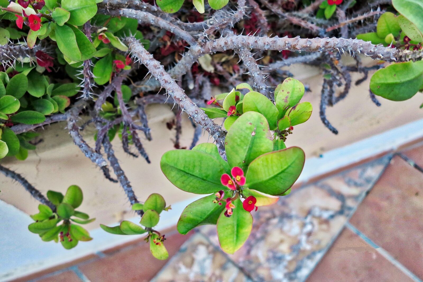 Canon PowerShot G1 X sample photo. Flower, nature, plant photography