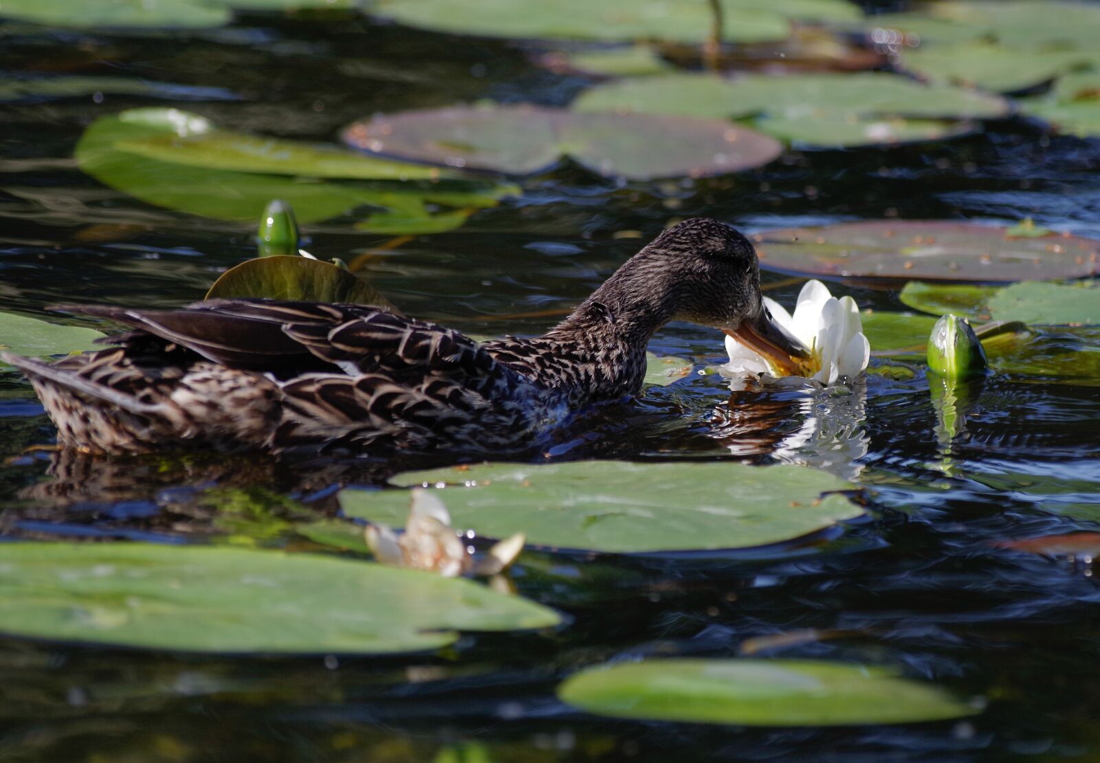 Pentax K-30 sample photo. Duck, pond, water lilies photography