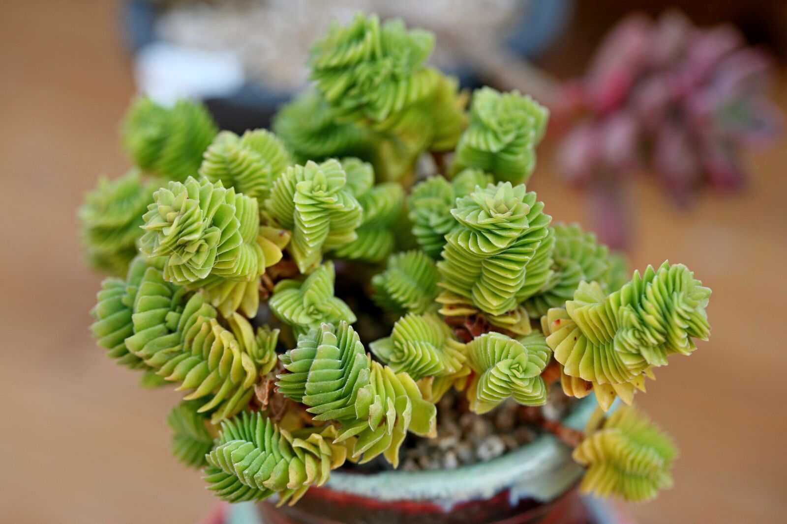Canon EOS 5D sample photo. A fleshy plant, fleshy photography