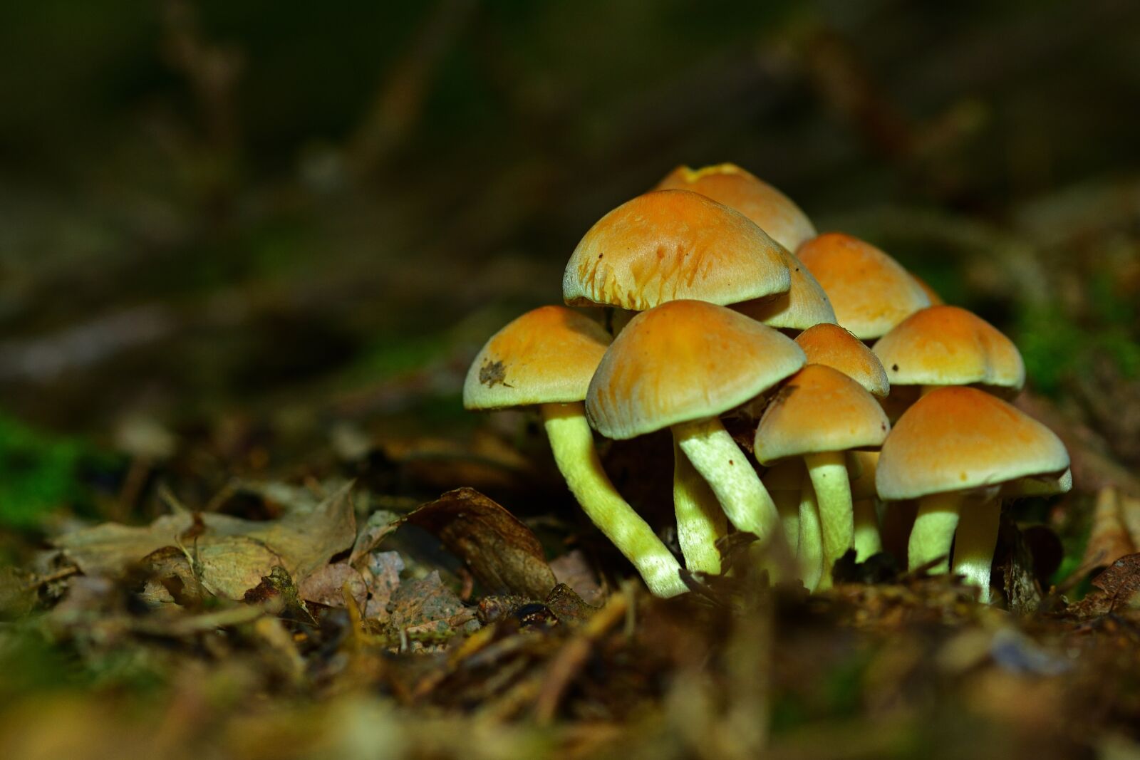 Nikon D5200 sample photo. Forest, mushrooms, autumn photography