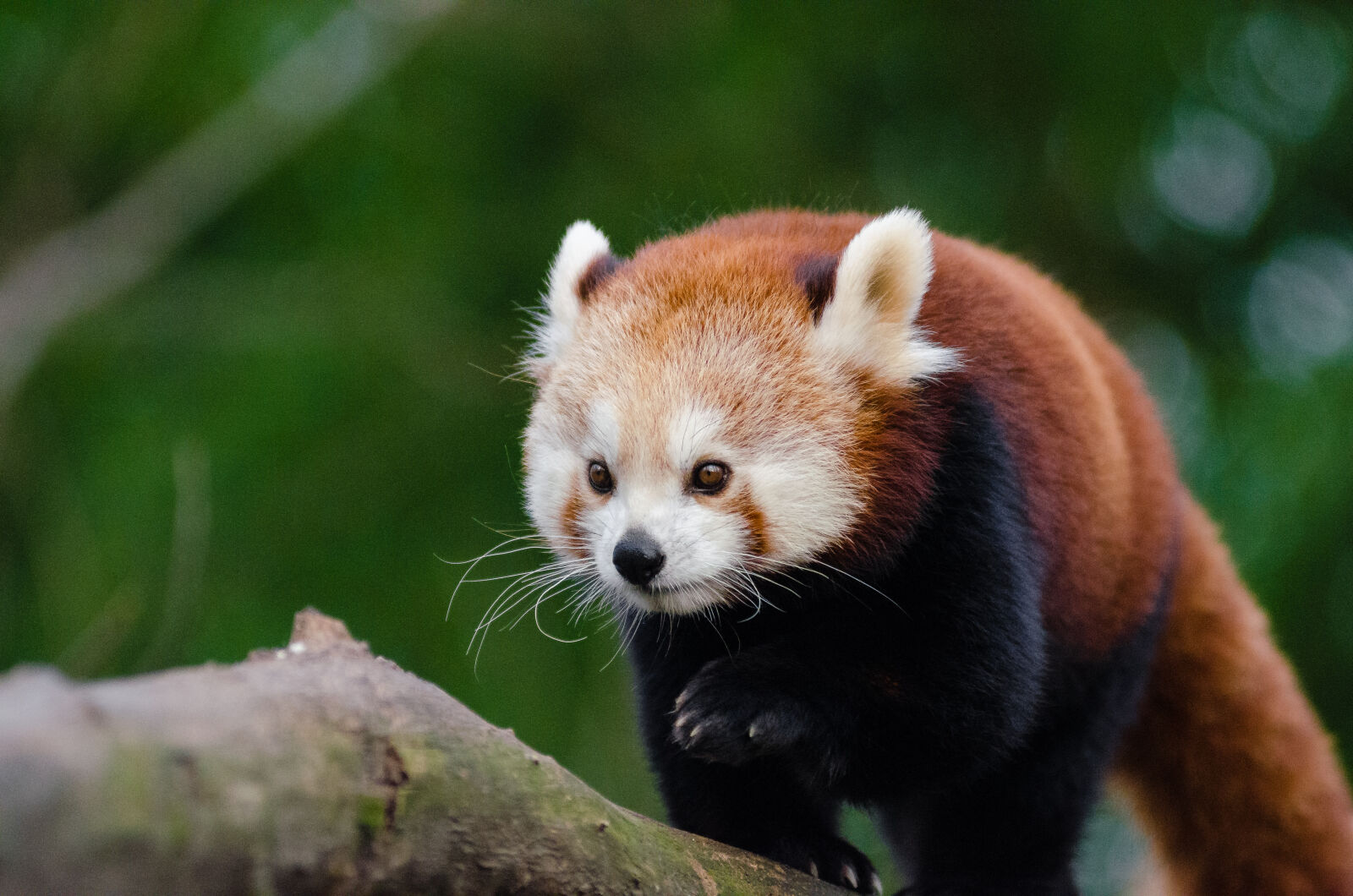 AF Zoom-Nikkor 80-200mm f/2.8 ED sample photo