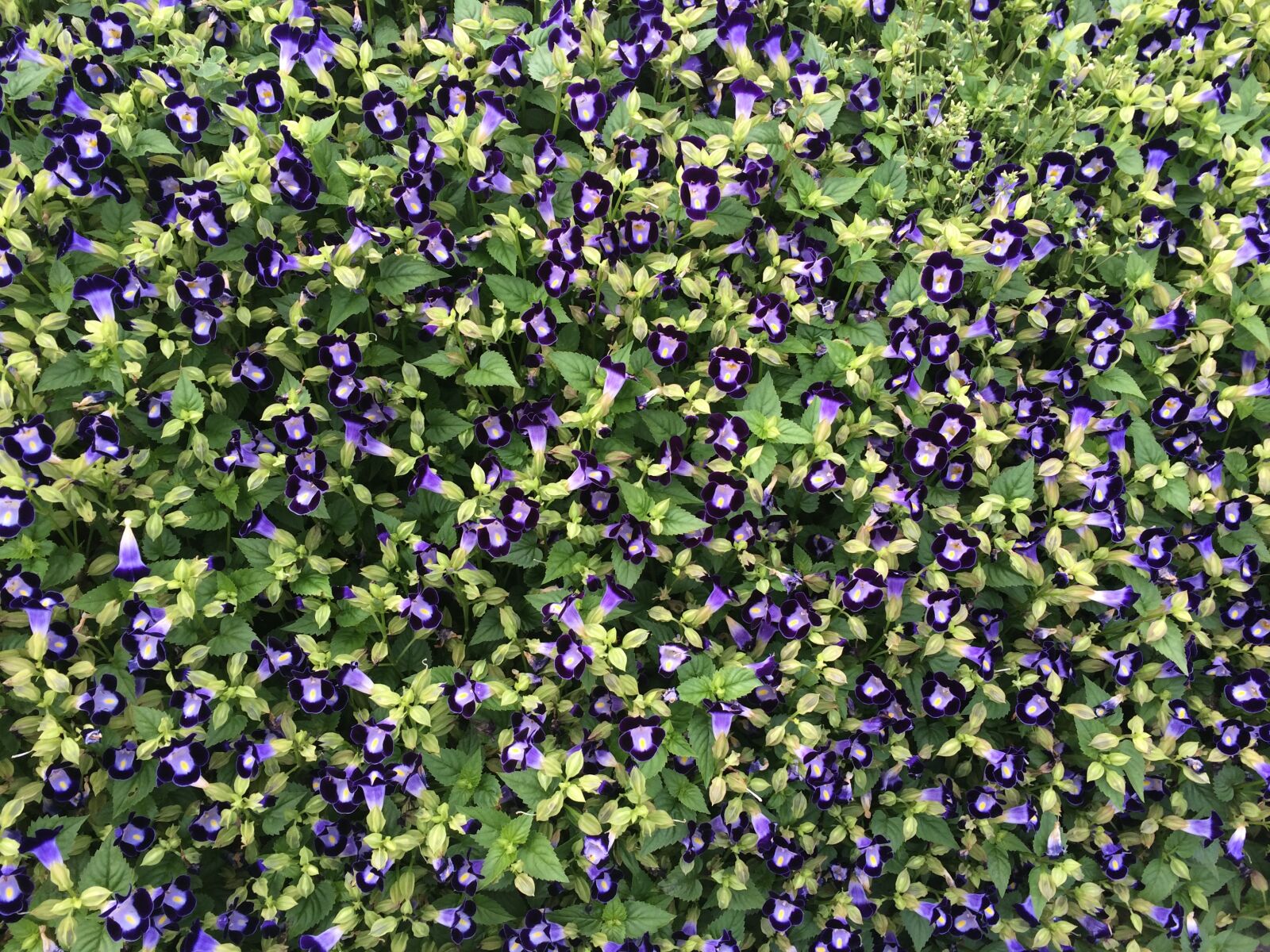 iPhone 5s back camera 4.15mm f/2.2 sample photo. Flowers, blue-violet, floret photography