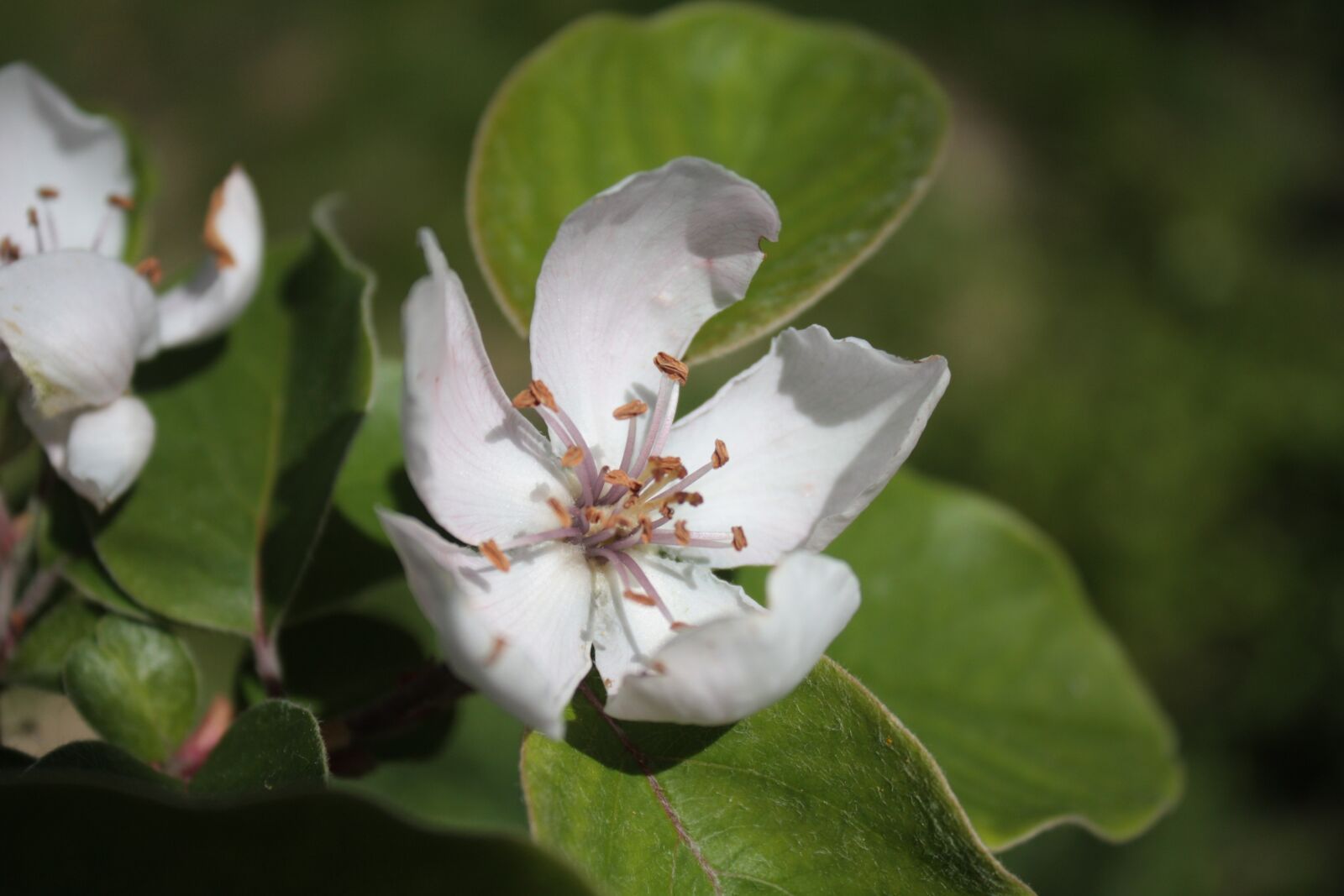 Canon EOS 450D (EOS Rebel XSi / EOS Kiss X2) sample photo. Quince, cydonia, rosaceae photography