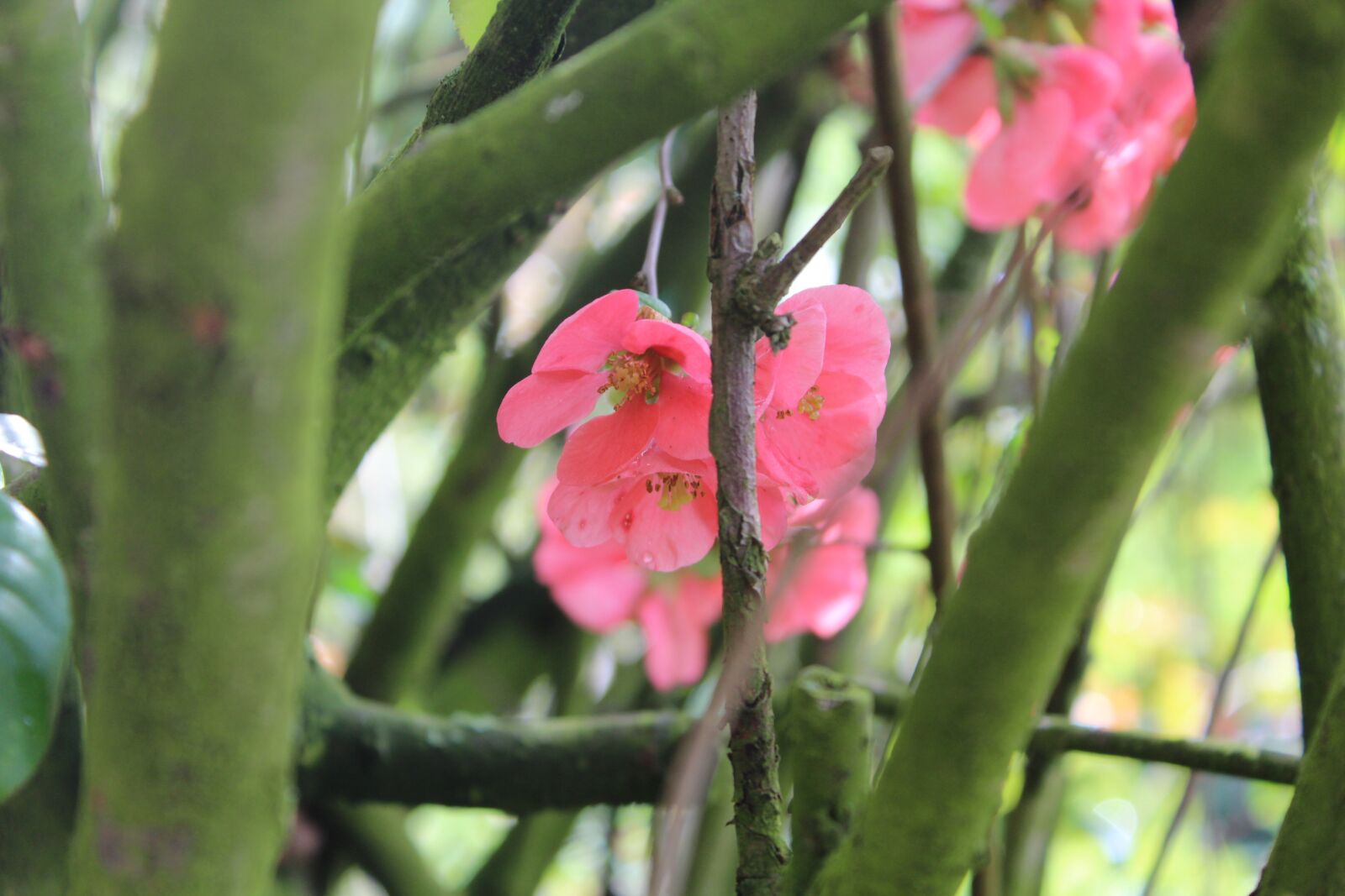 Canon EOS 600D (Rebel EOS T3i / EOS Kiss X5) sample photo. Rose flower, garden, bloom photography