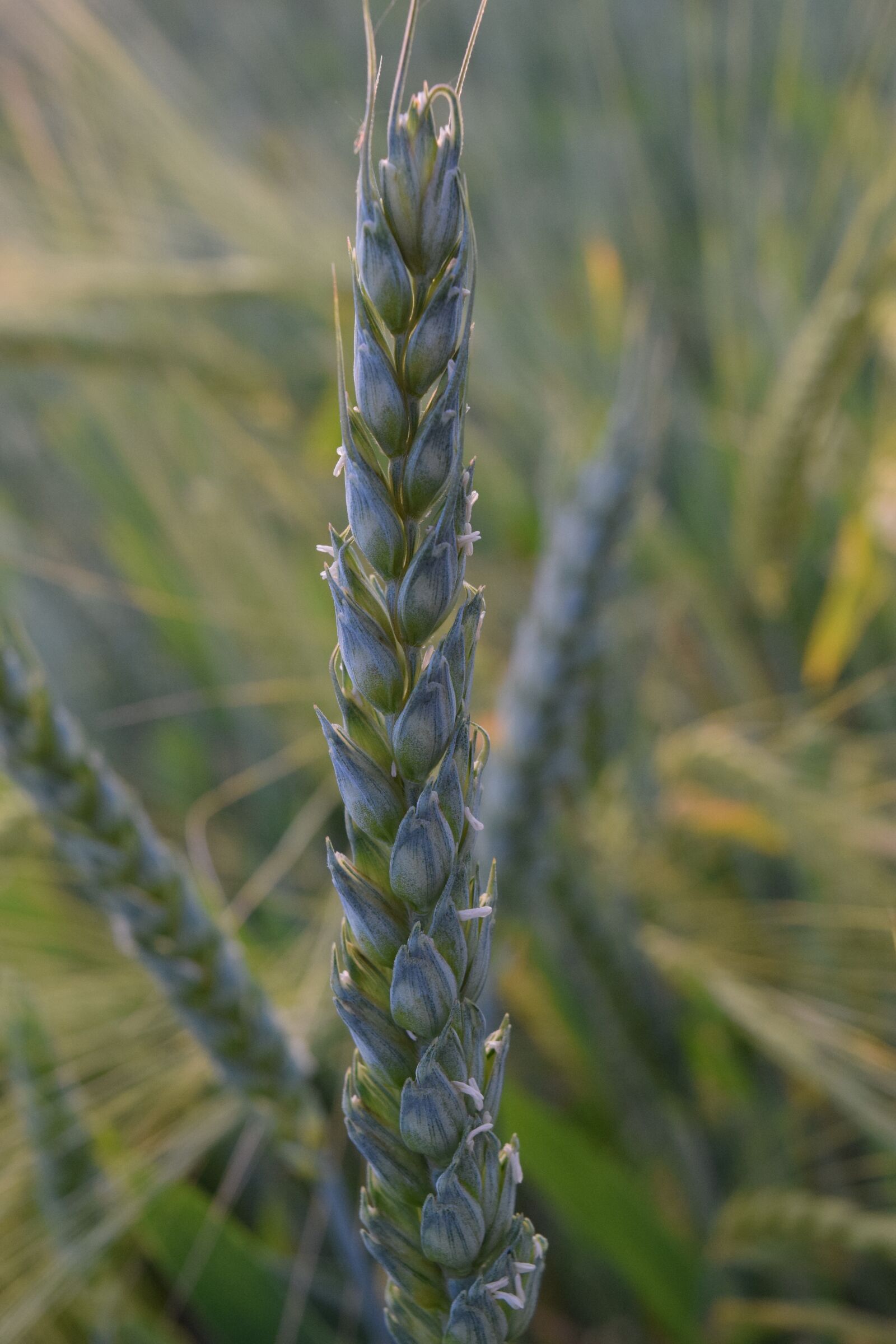 Nikon D3300 sample photo. Wheat, green wheat, grain photography