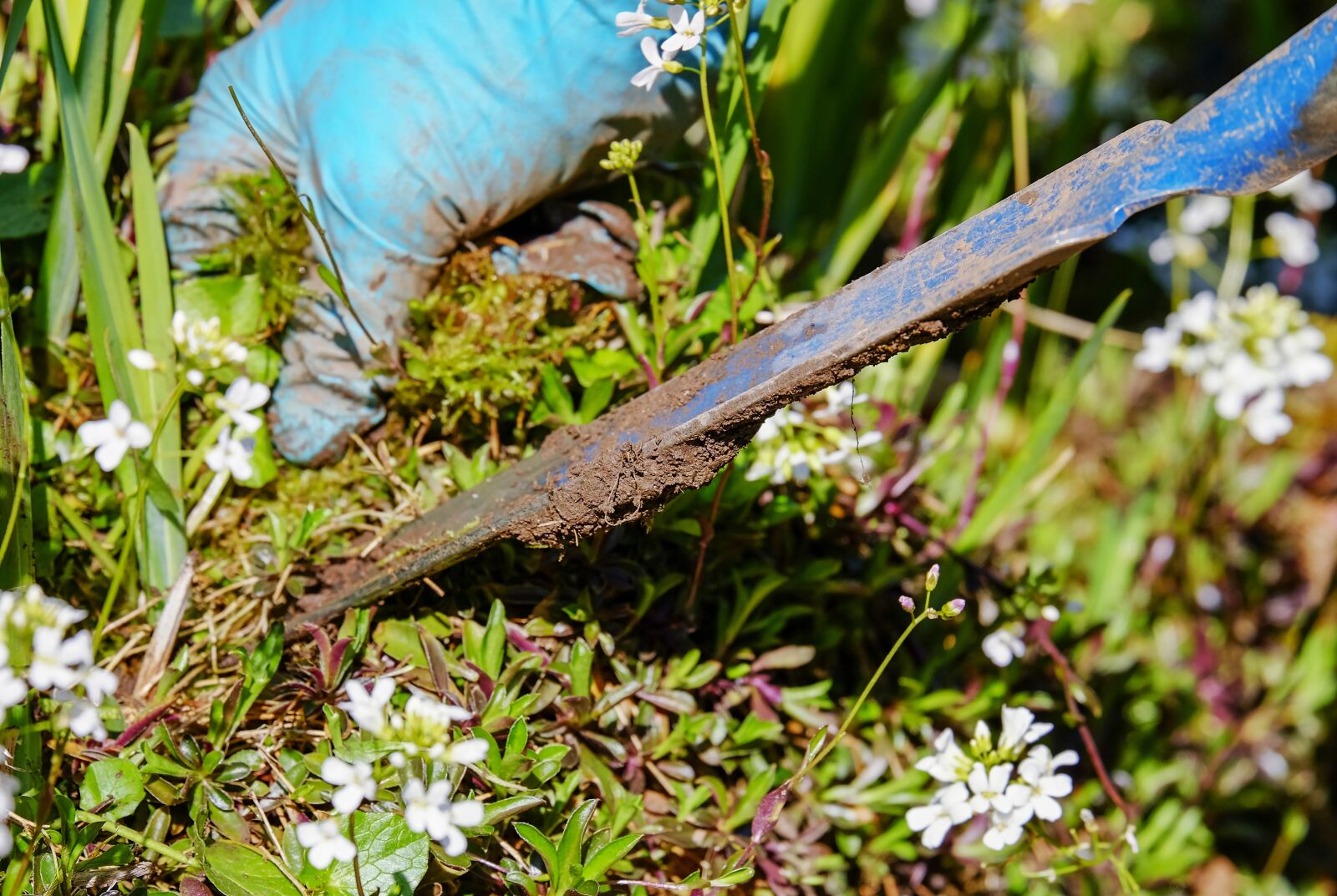 Fujifilm XF 55-200mm F3.5-4.8 R LM OIS sample photo. Gardening, garden, weed photography