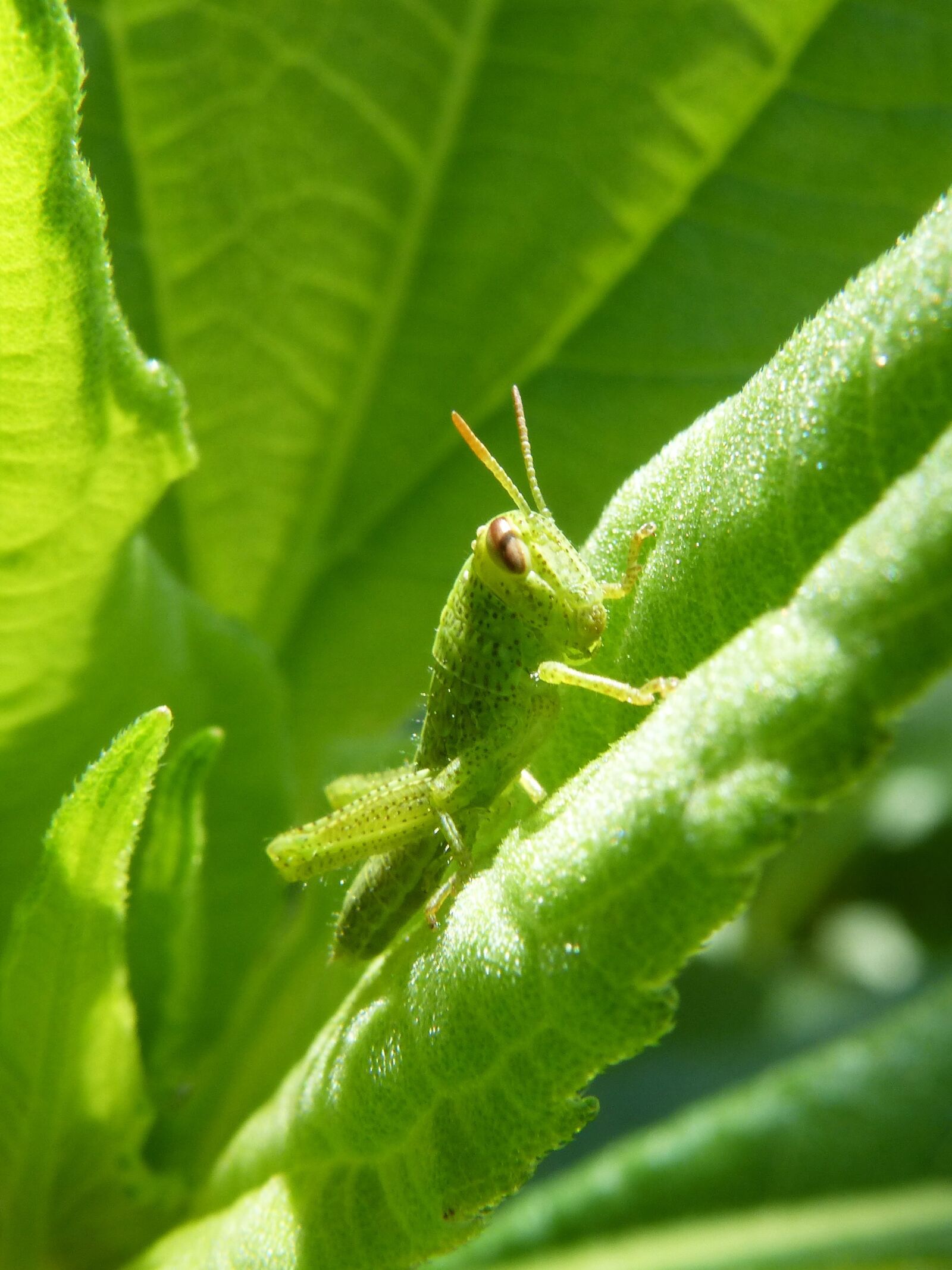 Panasonic DMC-FZ62 sample photo. Cricket green dotted, green photography