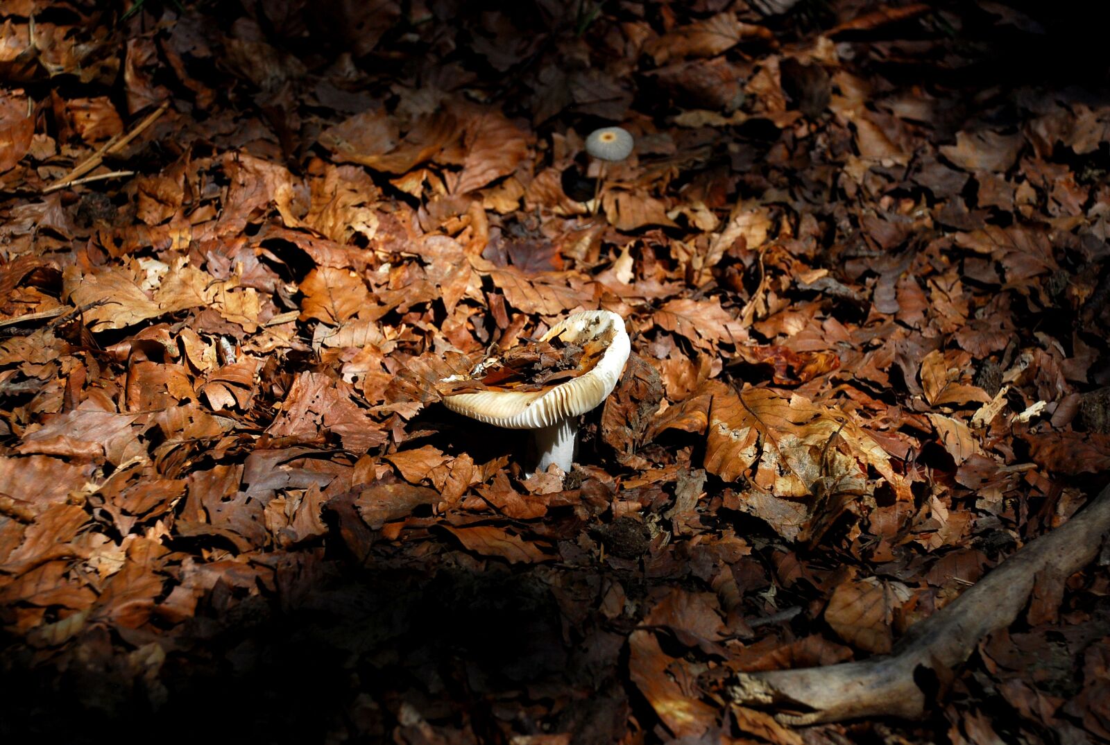 Nikon D40X sample photo. Mushroom, autumn, forest photography