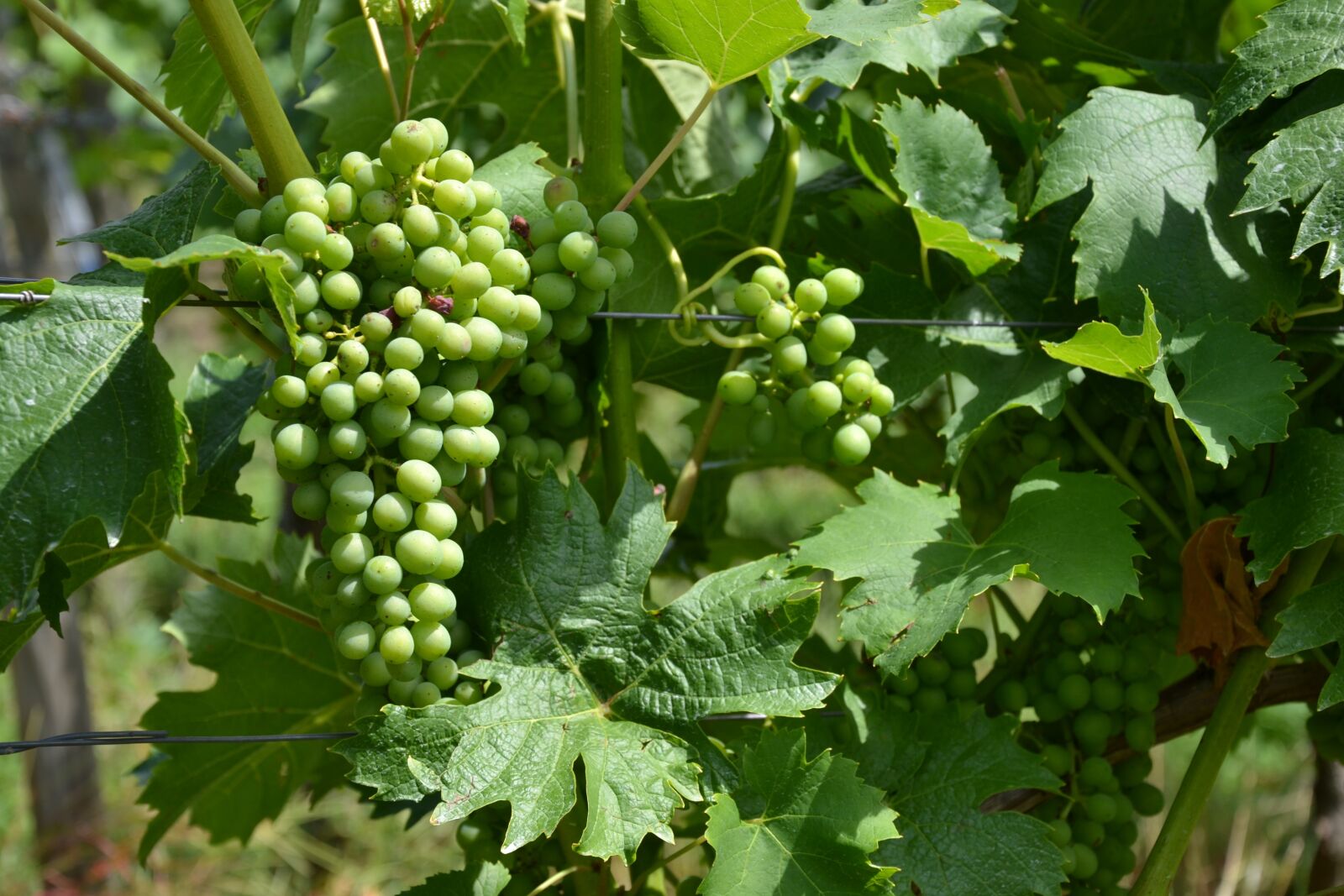 Nikon D3100 sample photo. Wine, vine, grapes photography