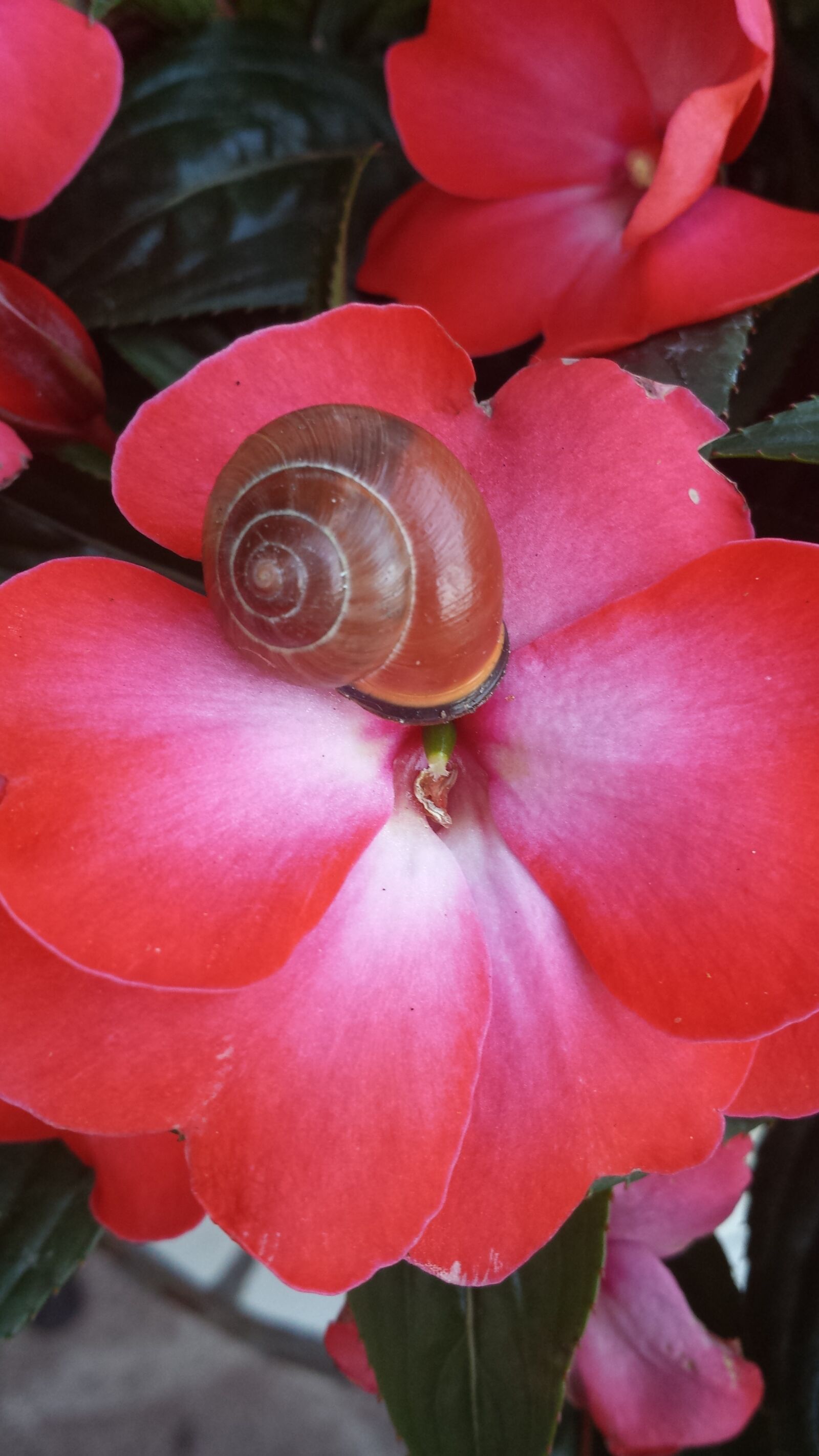 Samsung Galaxy S4 sample photo. Flower, snail, out photography