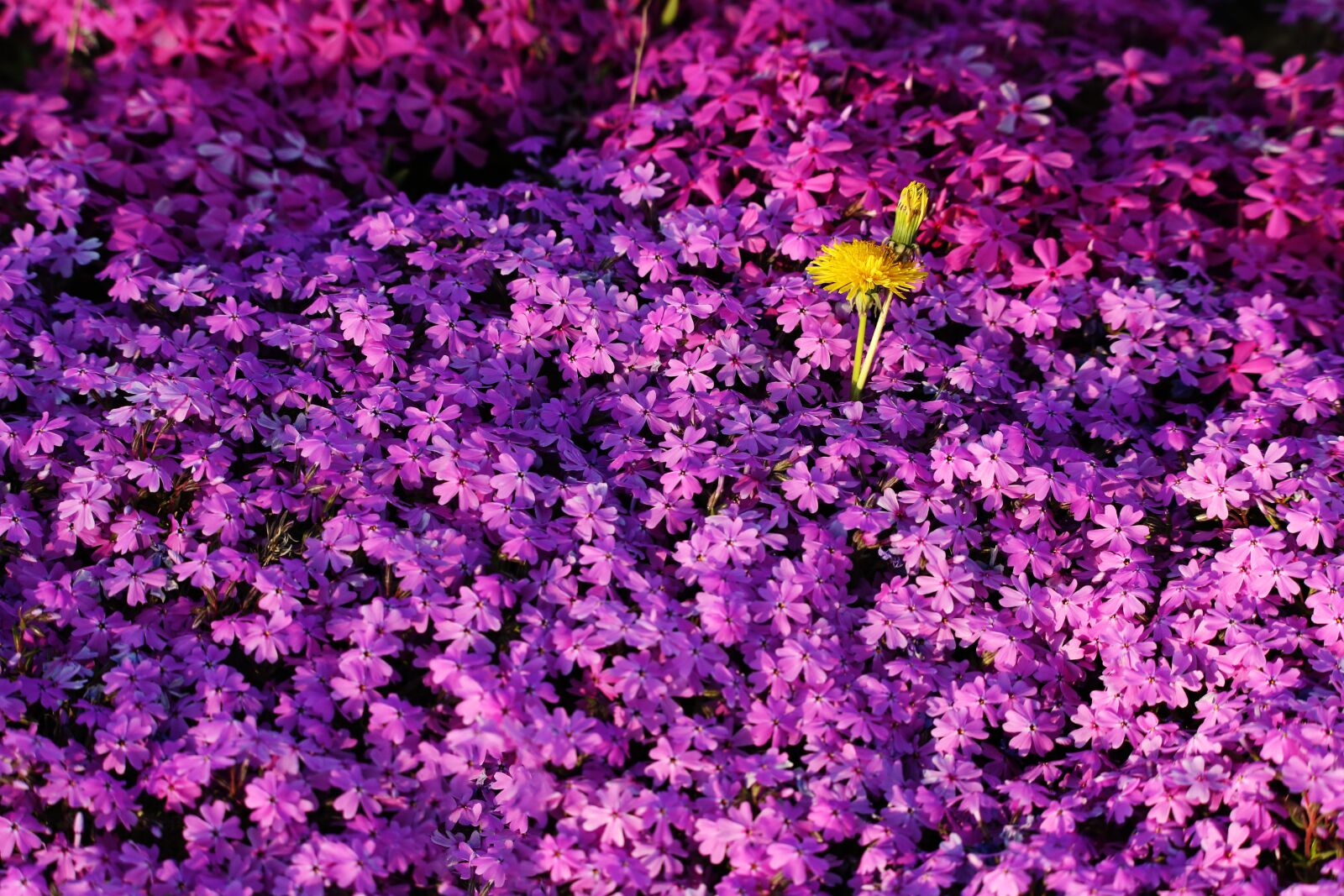 Canon EOS-1D X sample photo. Pink, yellow, pretty photography